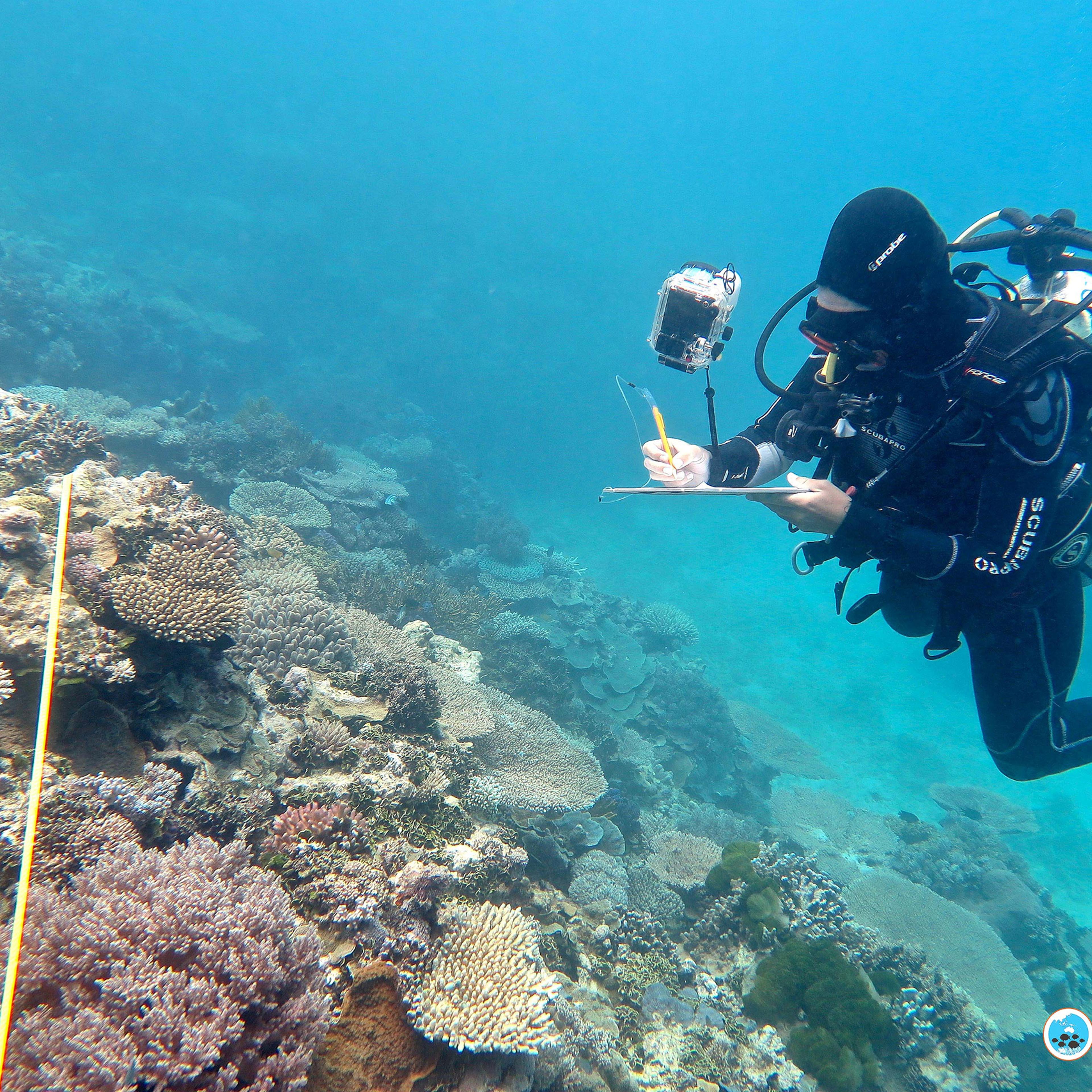 Supplied image of Researcher Grace Frank completing bleaching surveys along a transect line on an area known as One Tree Reef, in the Capricorn Group of Islands, on the Great Barrier Reef in Australia