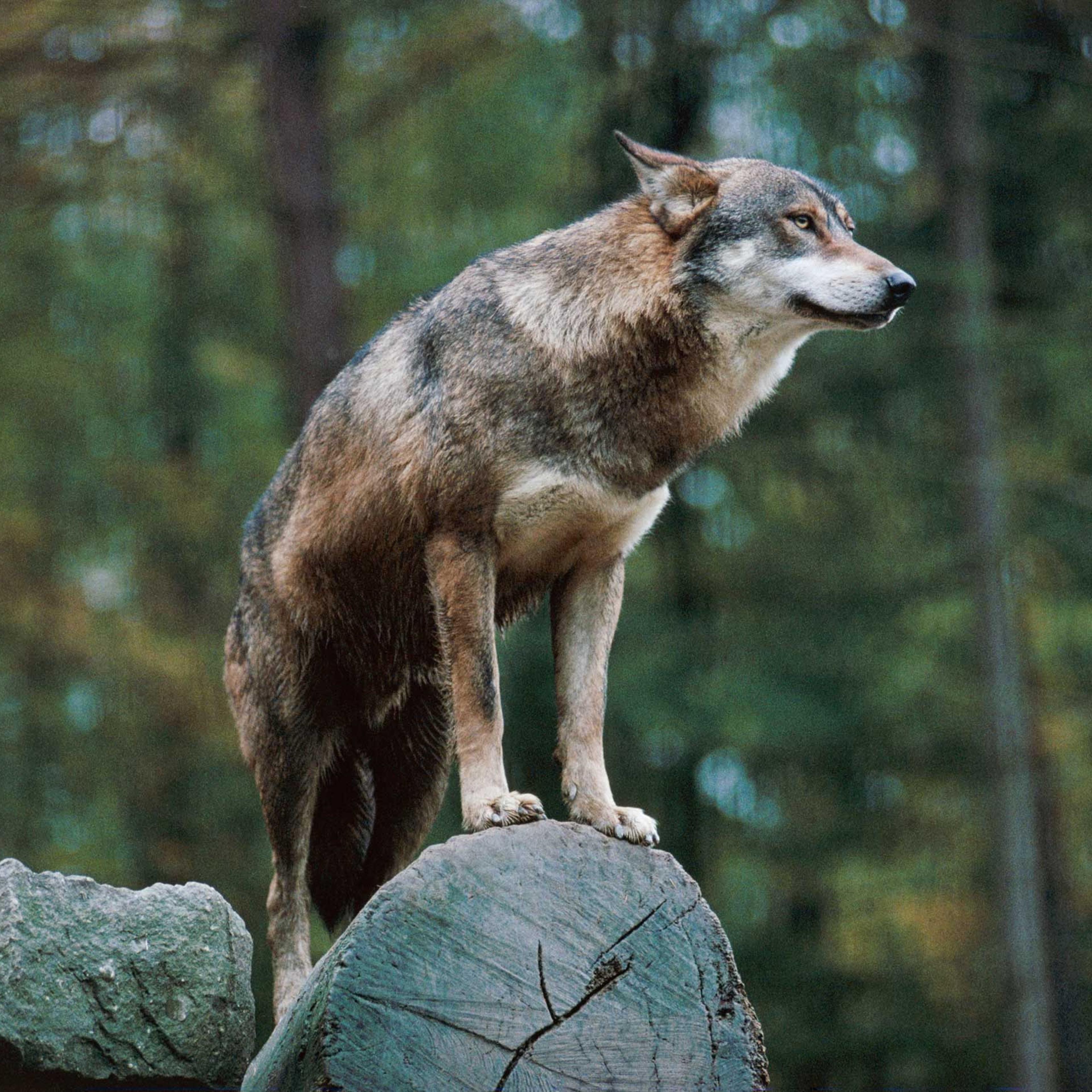 Wolf