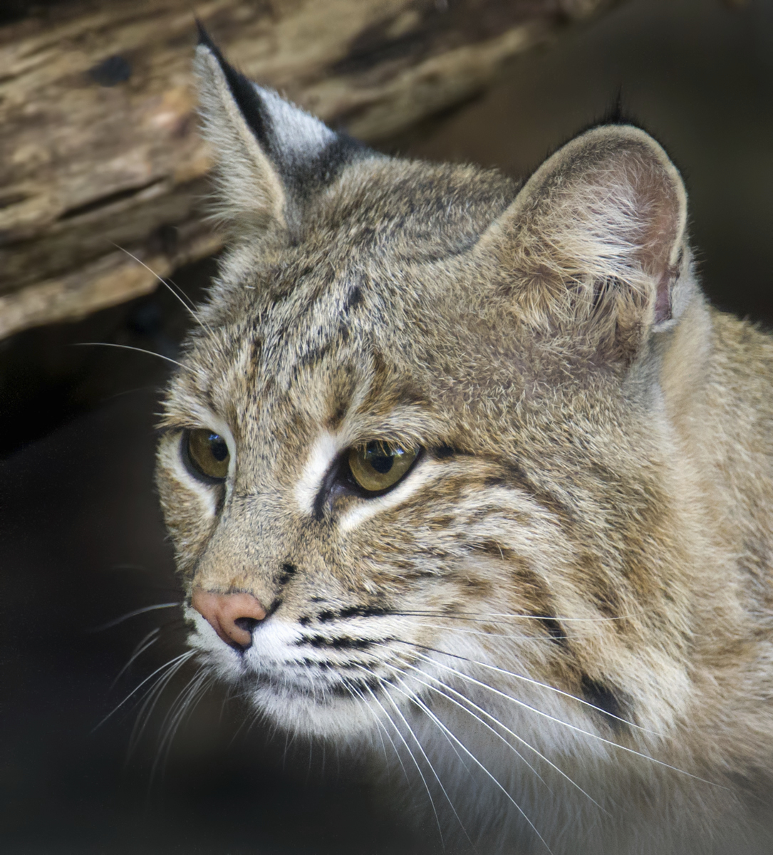 Zoo Escaped Bobcat