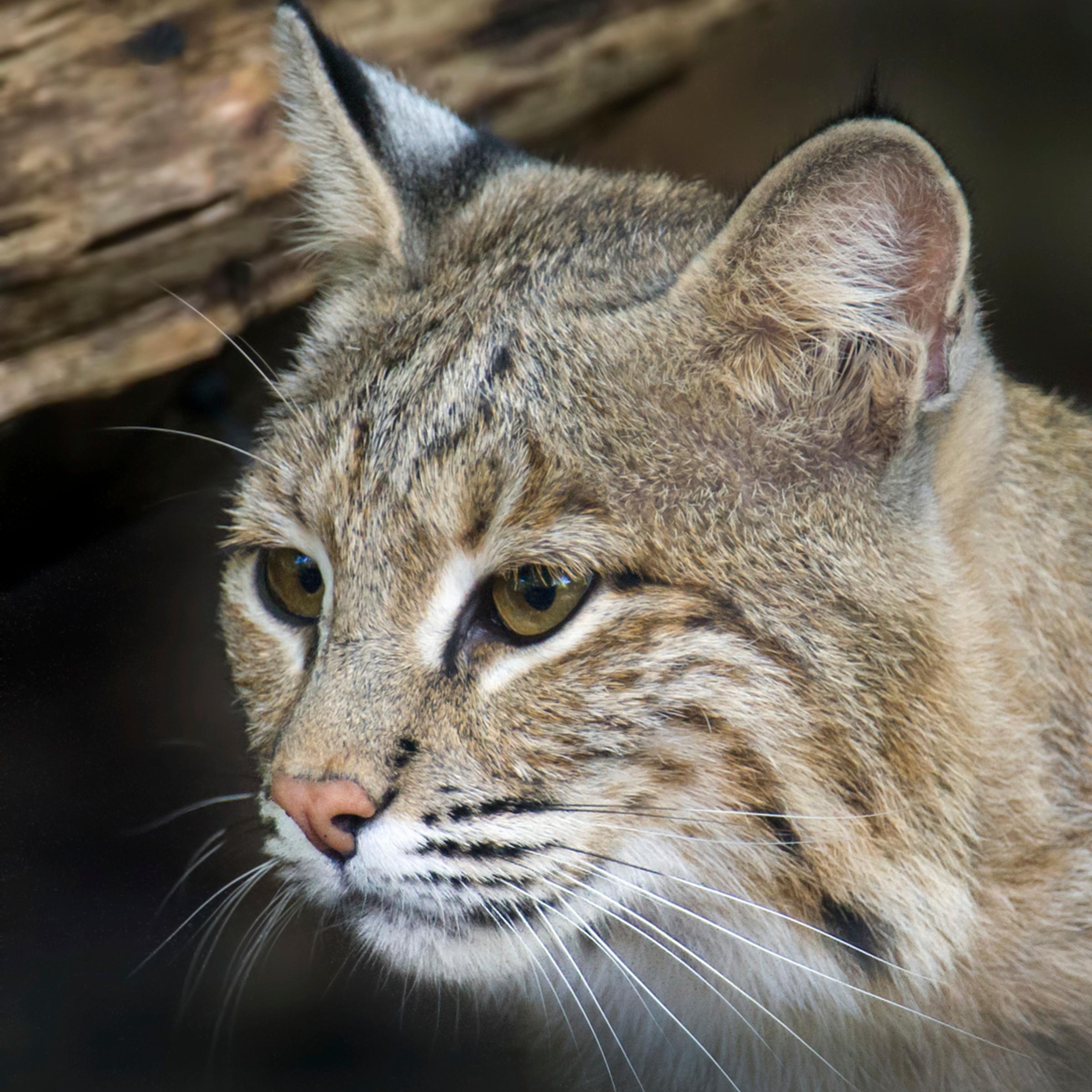 Zoo Escaped Bobcat