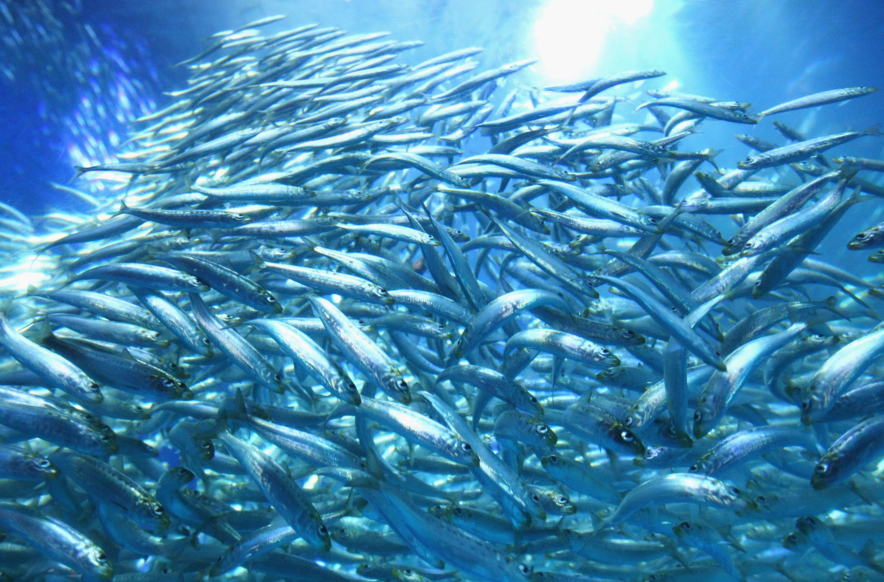 school of fish gulf of mexico