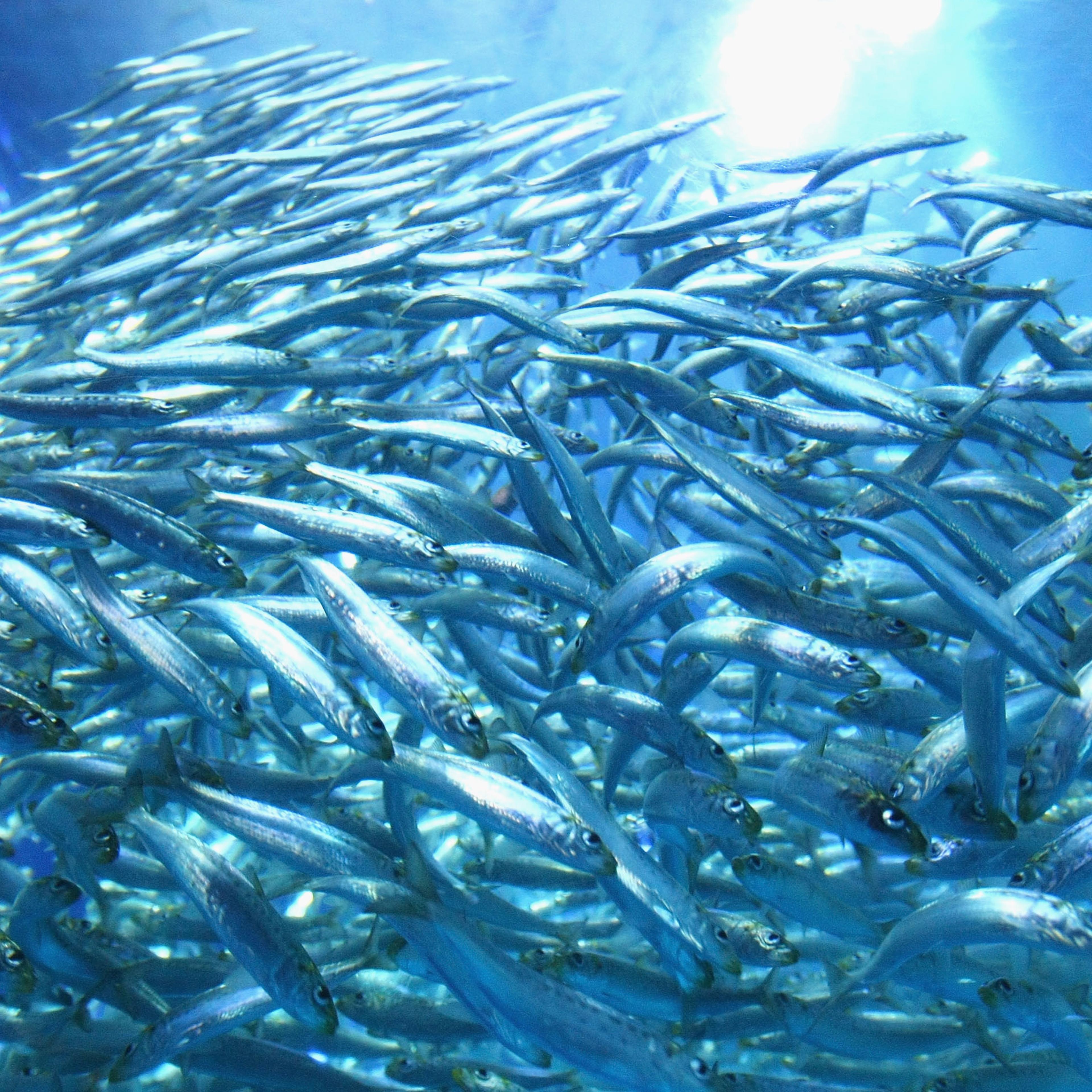 school of fish gulf of mexico