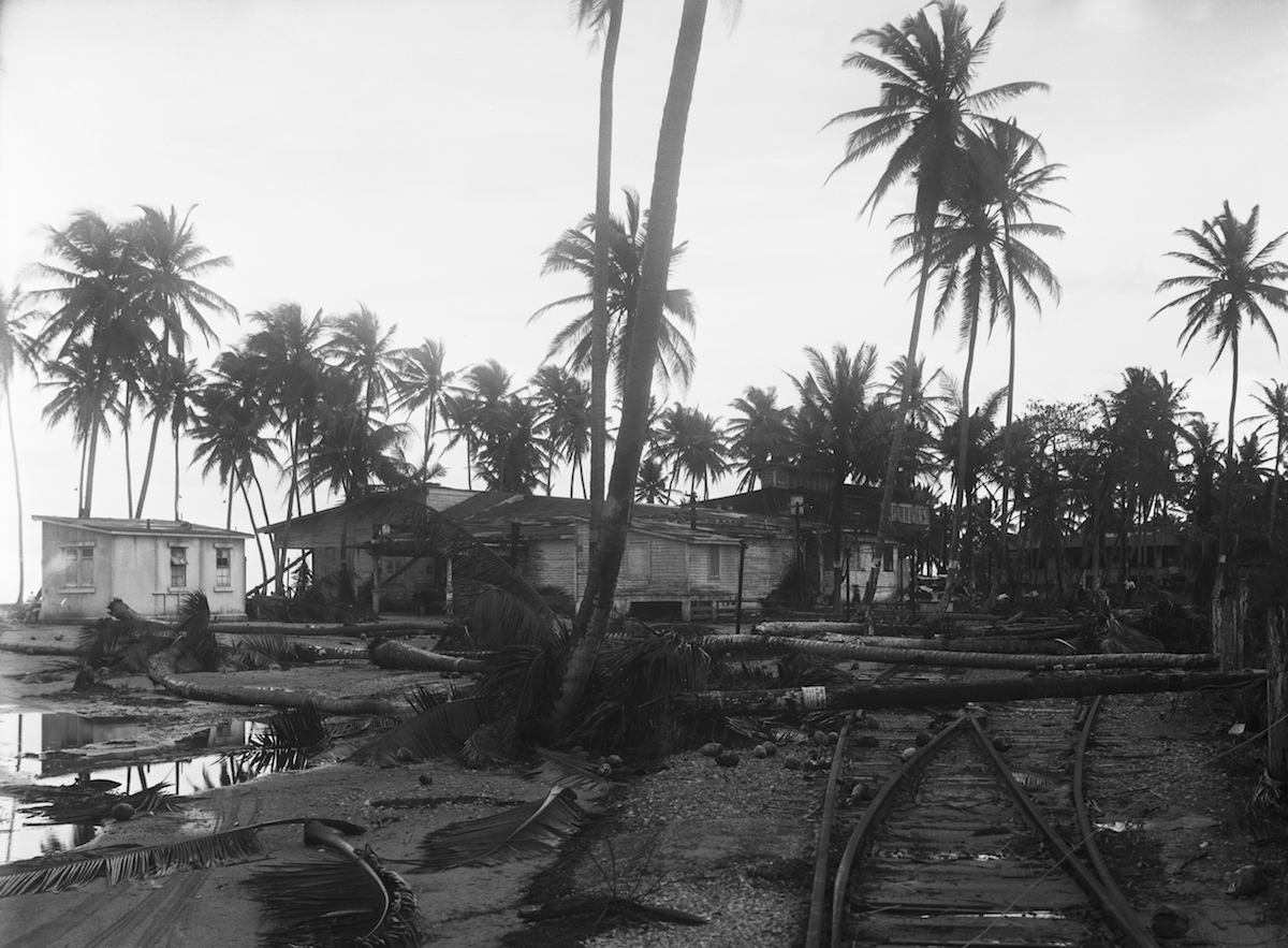 Coconut Trees Lying Across Rr Tracks