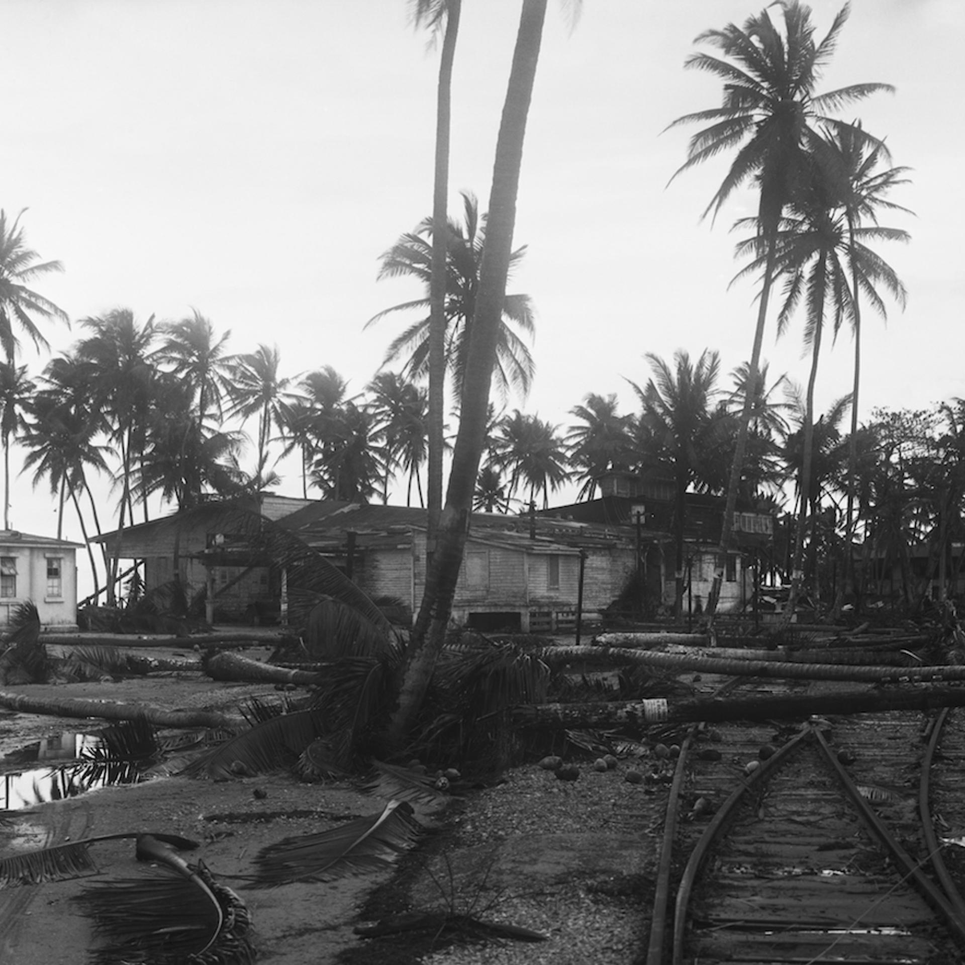 Coconut Trees Lying Across Rr Tracks