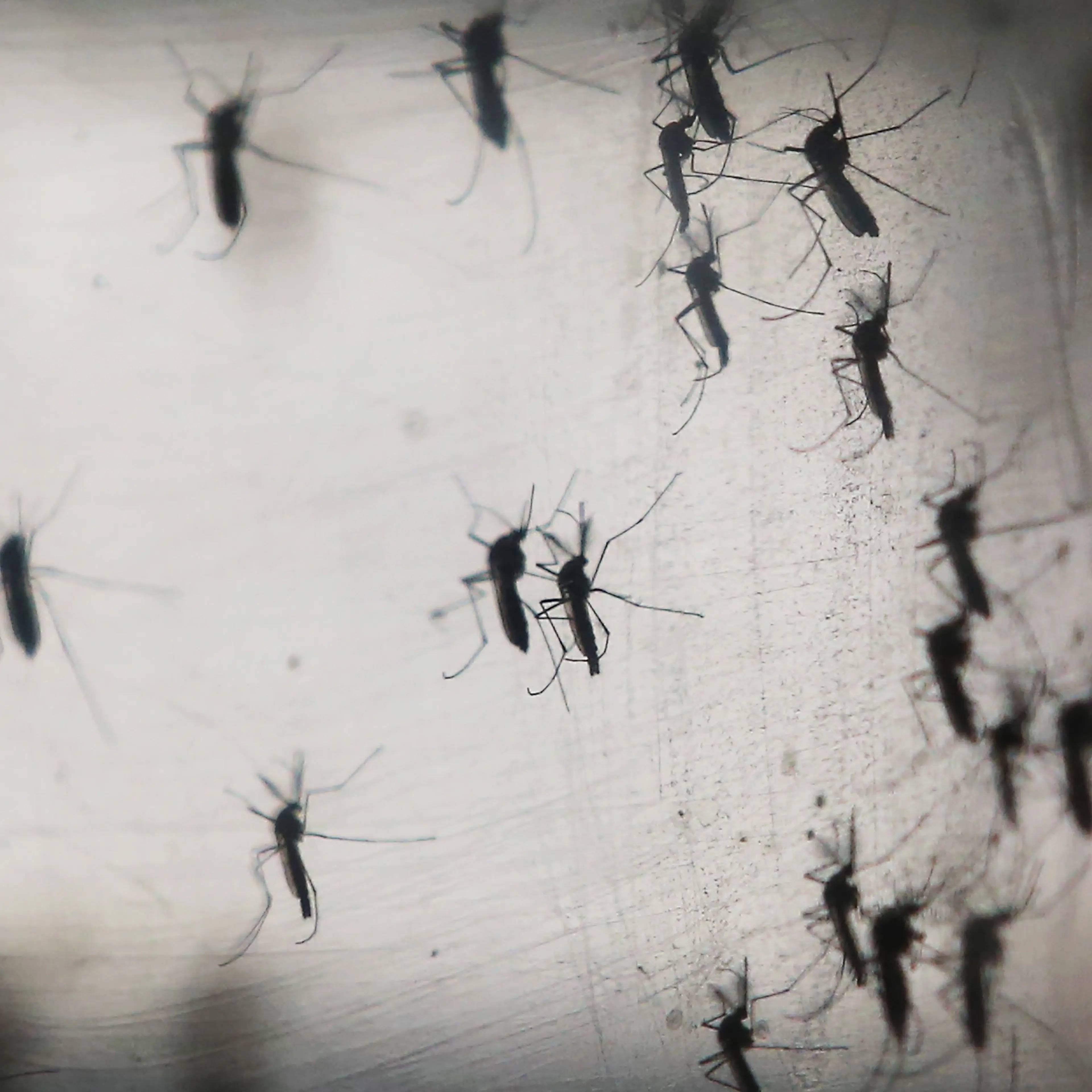 Aedes aegypti mosquitos are seen in a lab at the Fiocruz institute in Recife, Pernambuco state, Brazil on Jan. 26, 2016. The mosquito transmits the Zika virus and is being studied at the institute.
