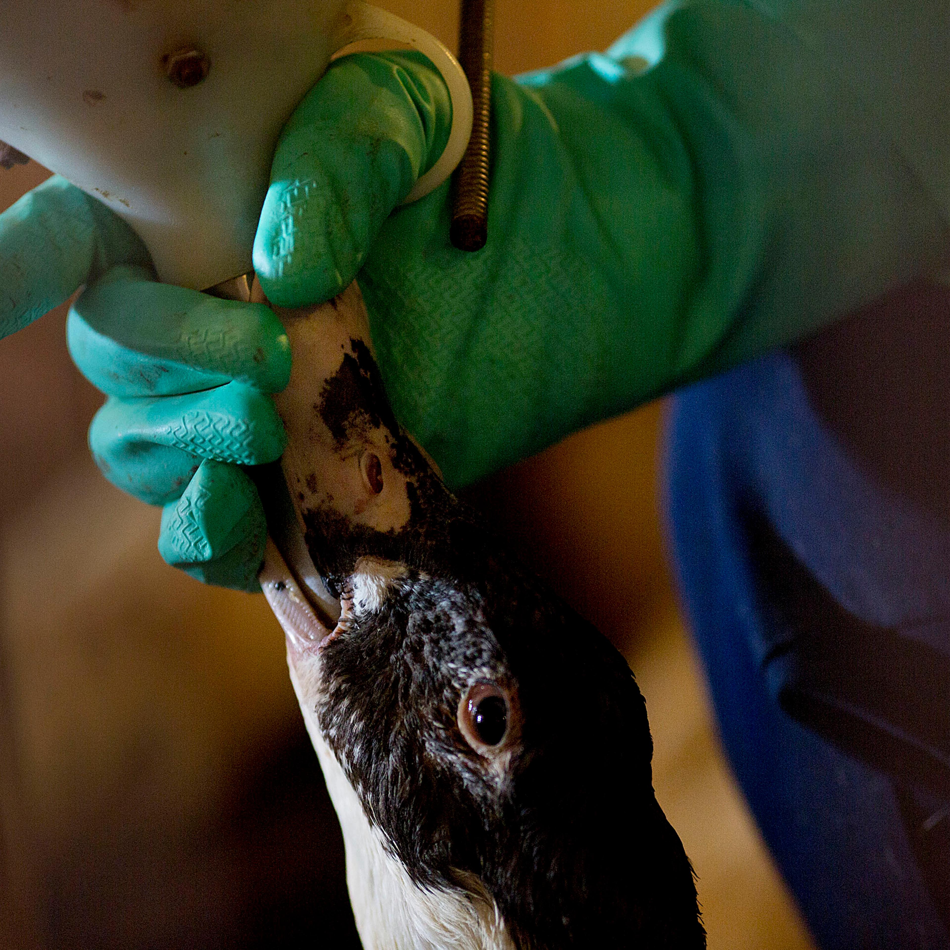 Forbidden Foie Gras Goes Underground At California 'Duckeasies'
