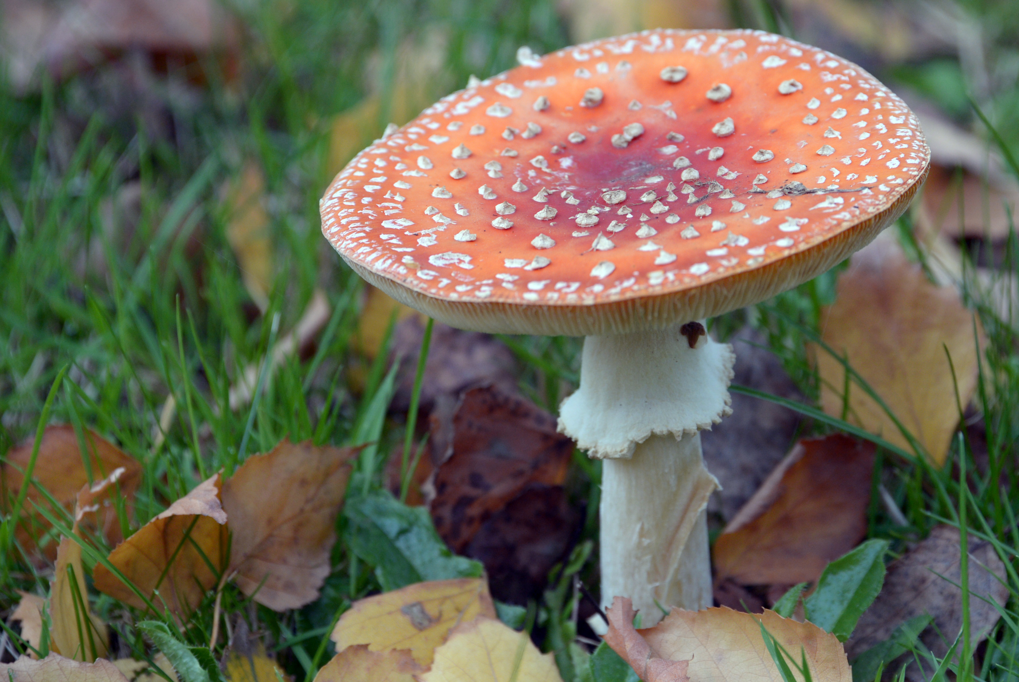 FRANCE-FLY AGARIC