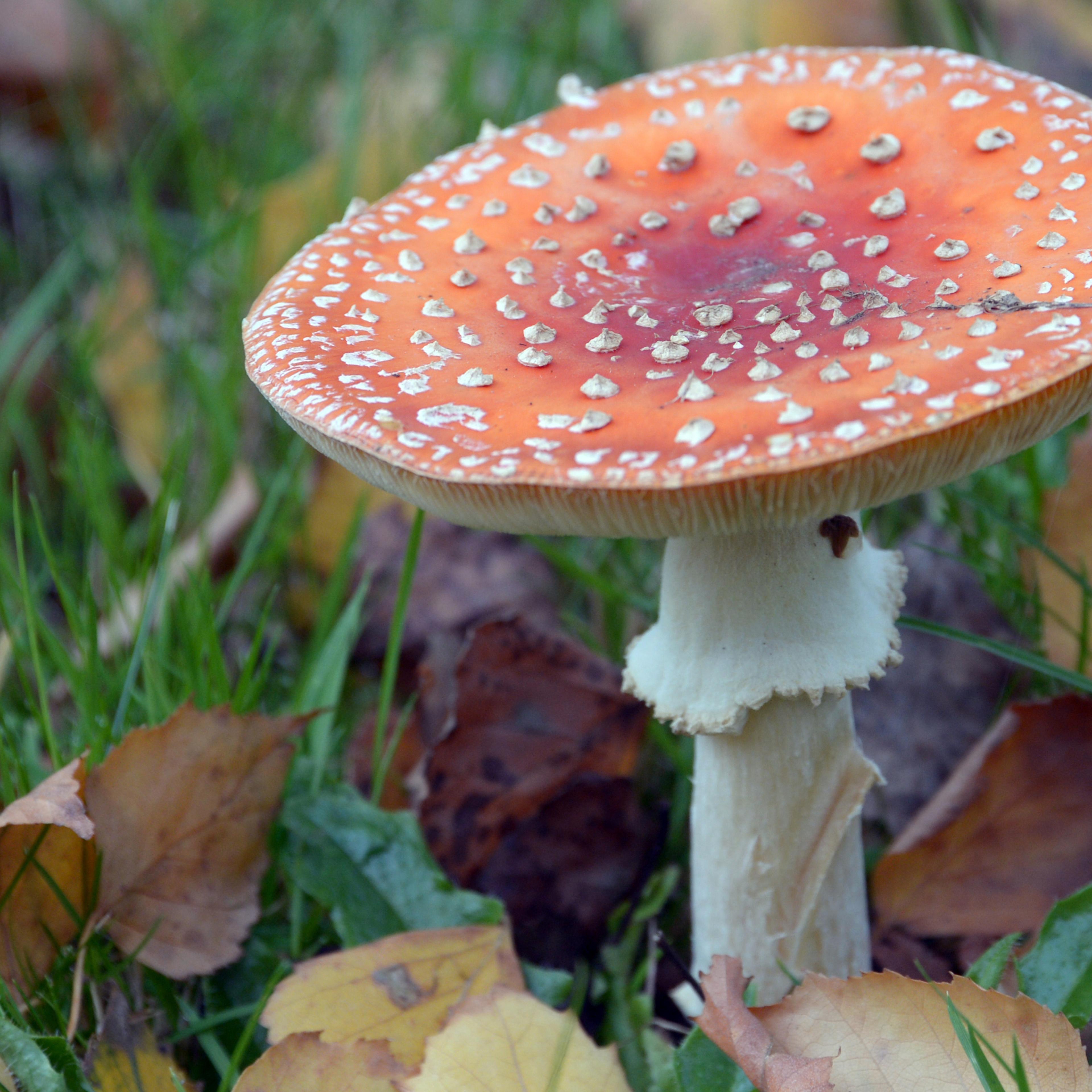 FRANCE-FLY AGARIC