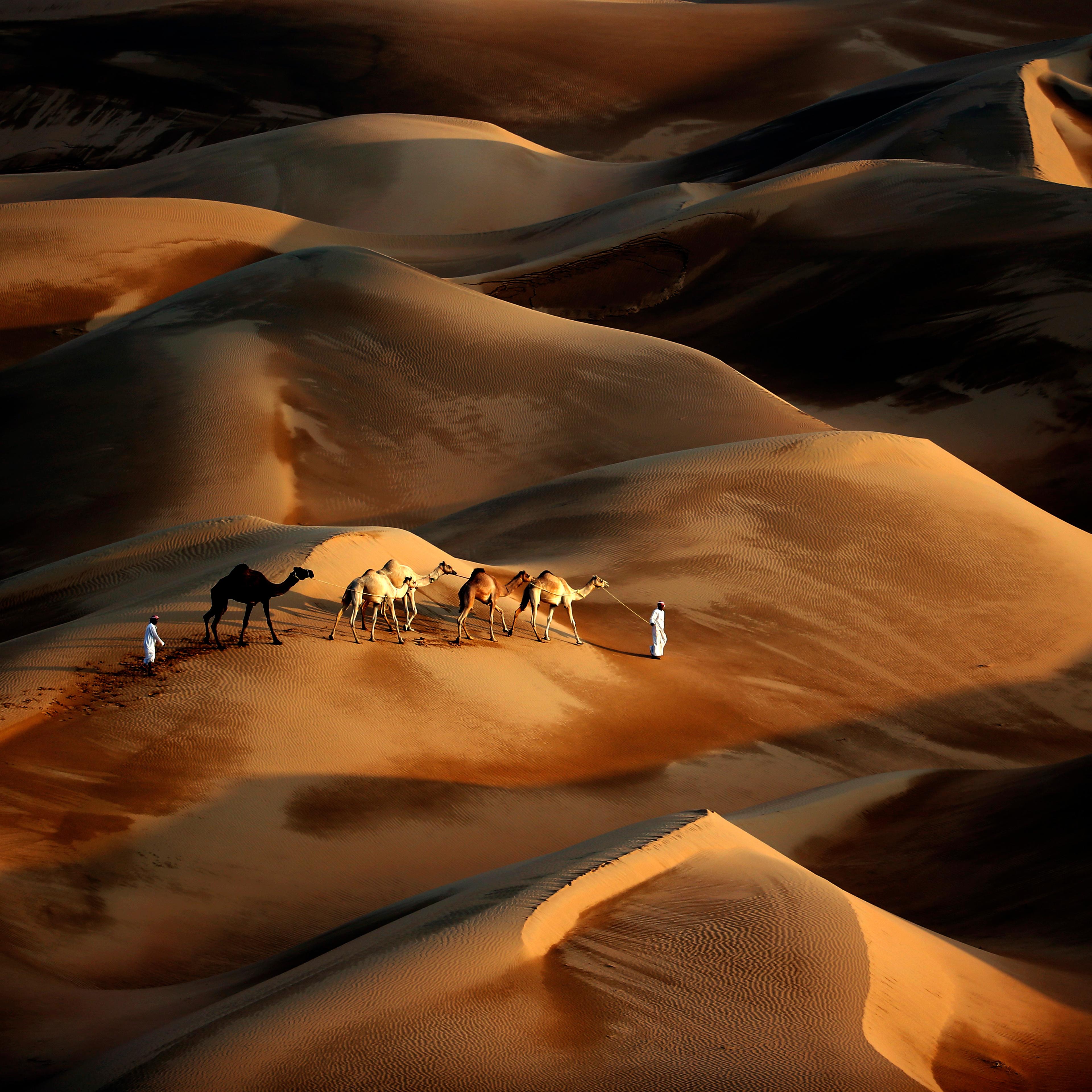 UAE-CAMEL-DESERT-NATURE-TOURISM