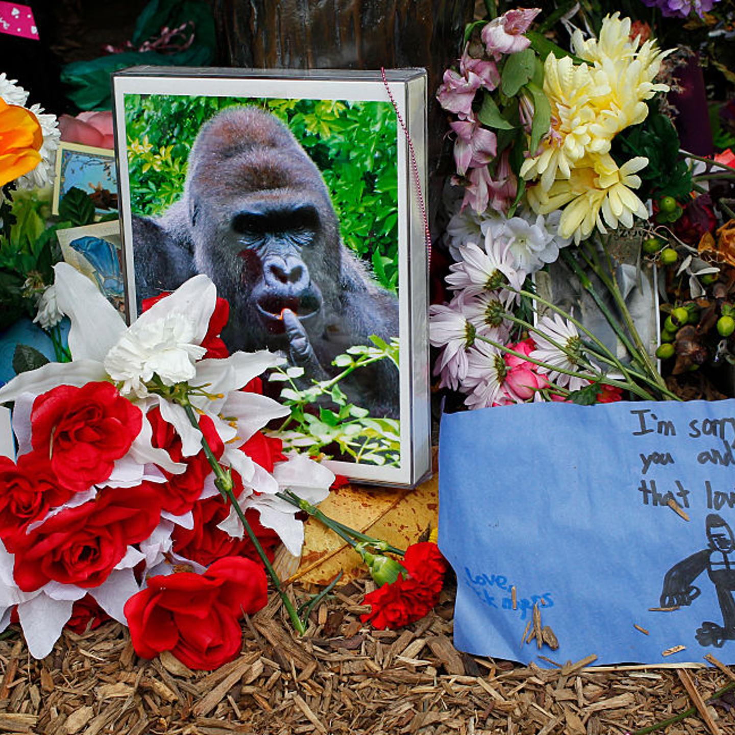 Flowers lay outside the Cincinnati Zoo's Gorilla World exhibit days after a 3-year-old boy fell into the moat and officials were forced to kill Harambe, a 17-year-old gorilla on June 2, 2016 in Cincinnati, Ohio.