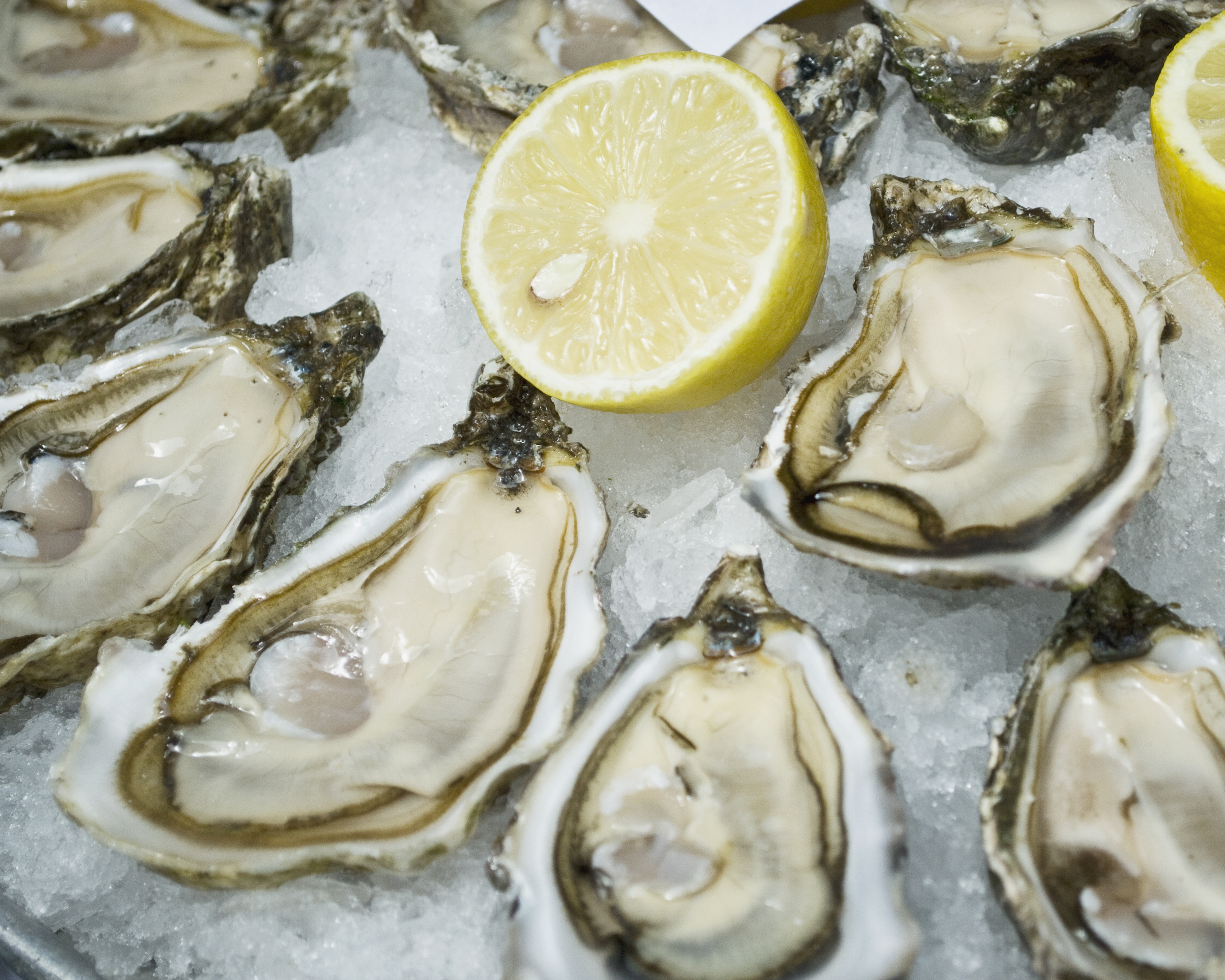 oysters