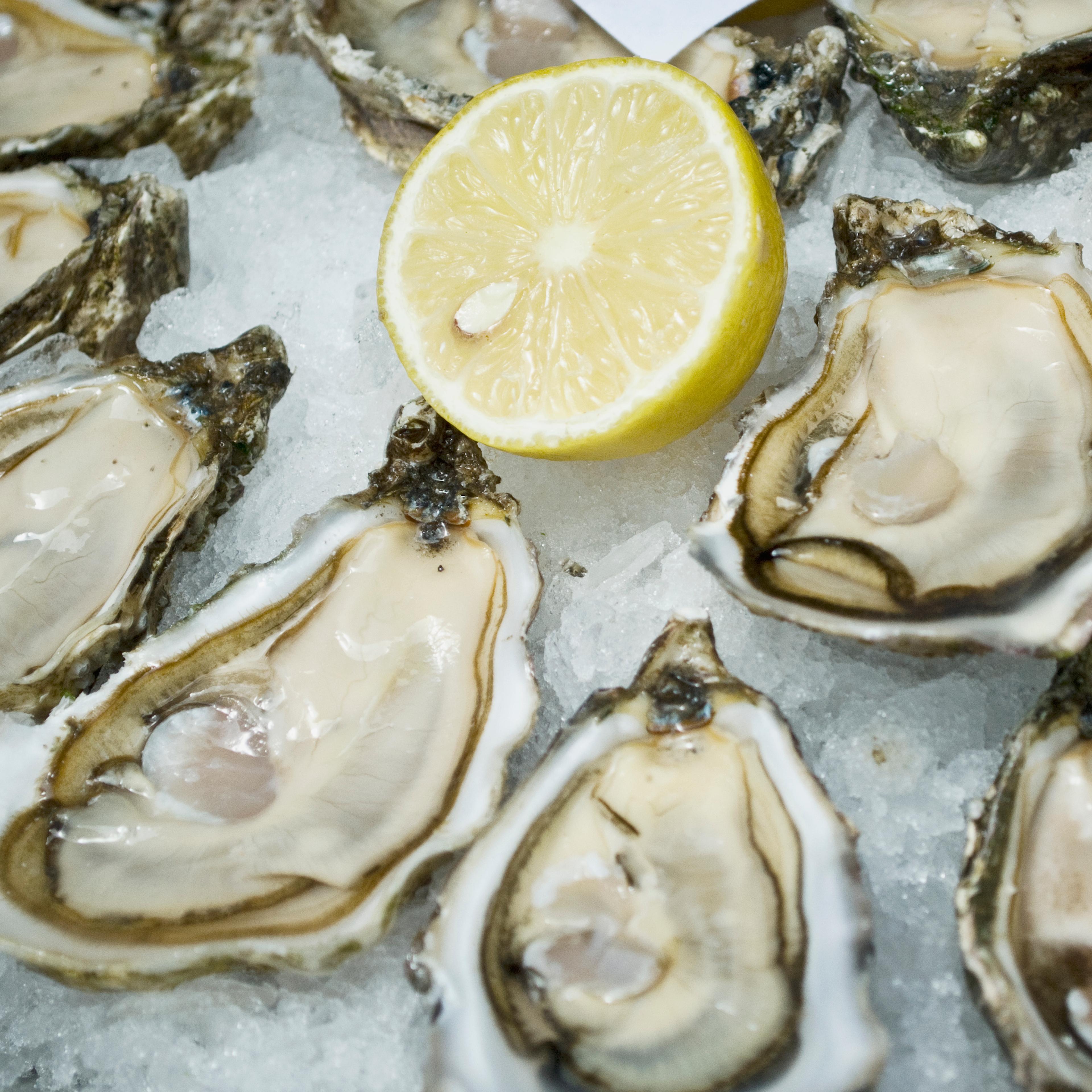 oysters