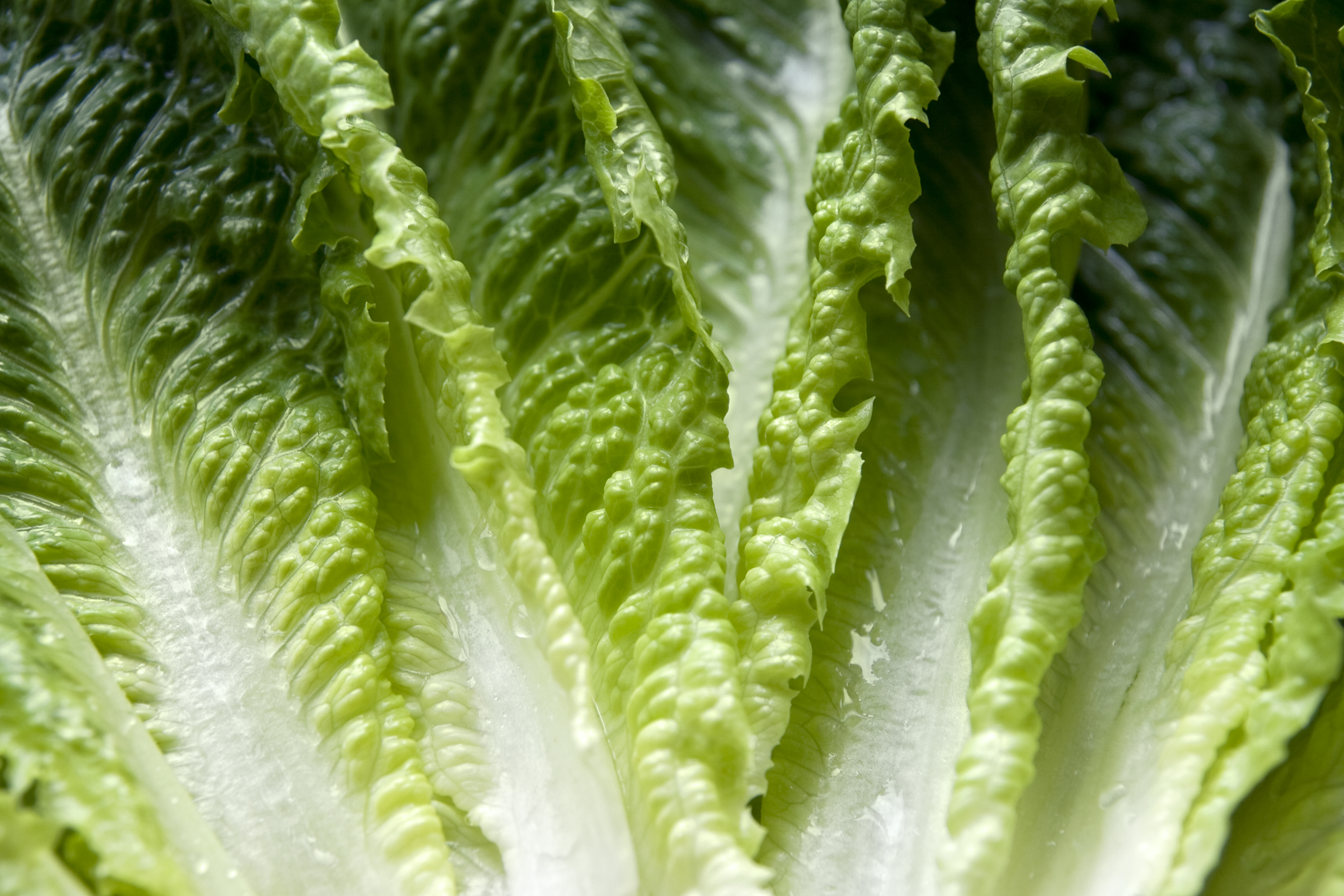 Romaine lettuce leaves
