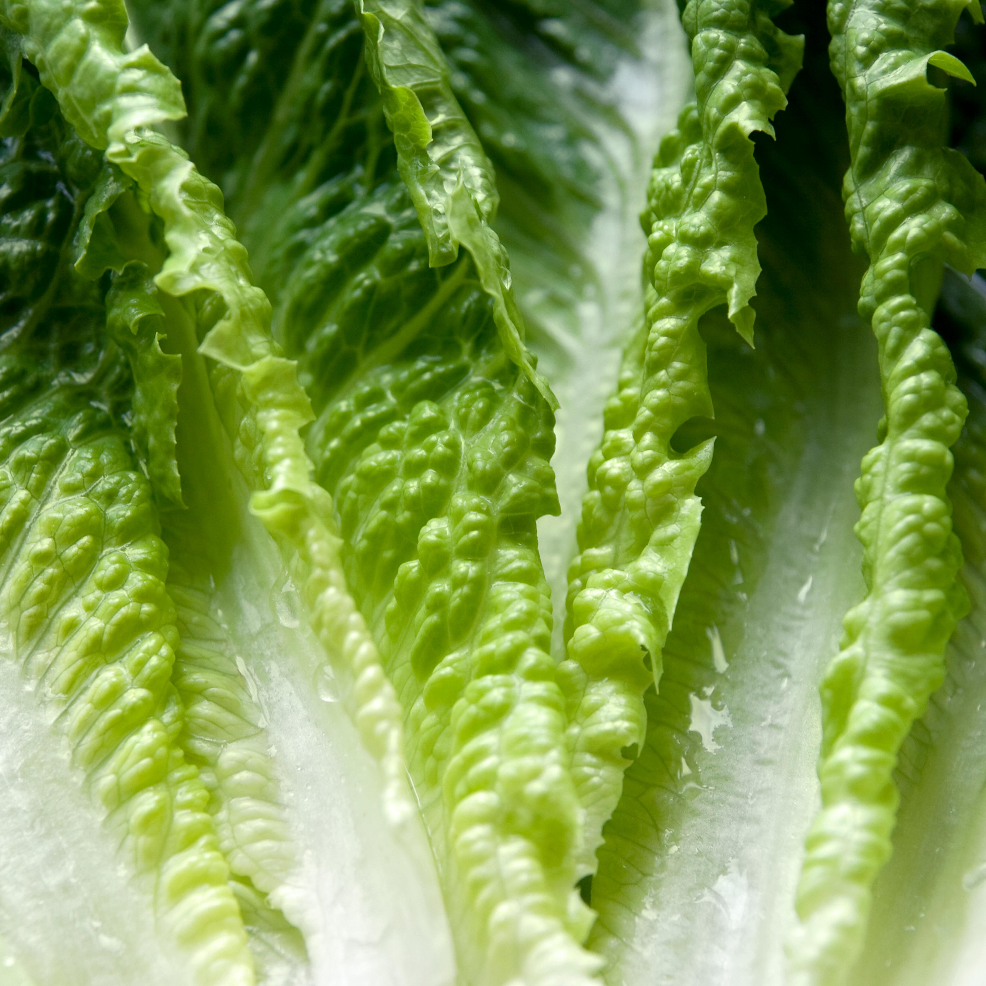 Romaine lettuce leaves