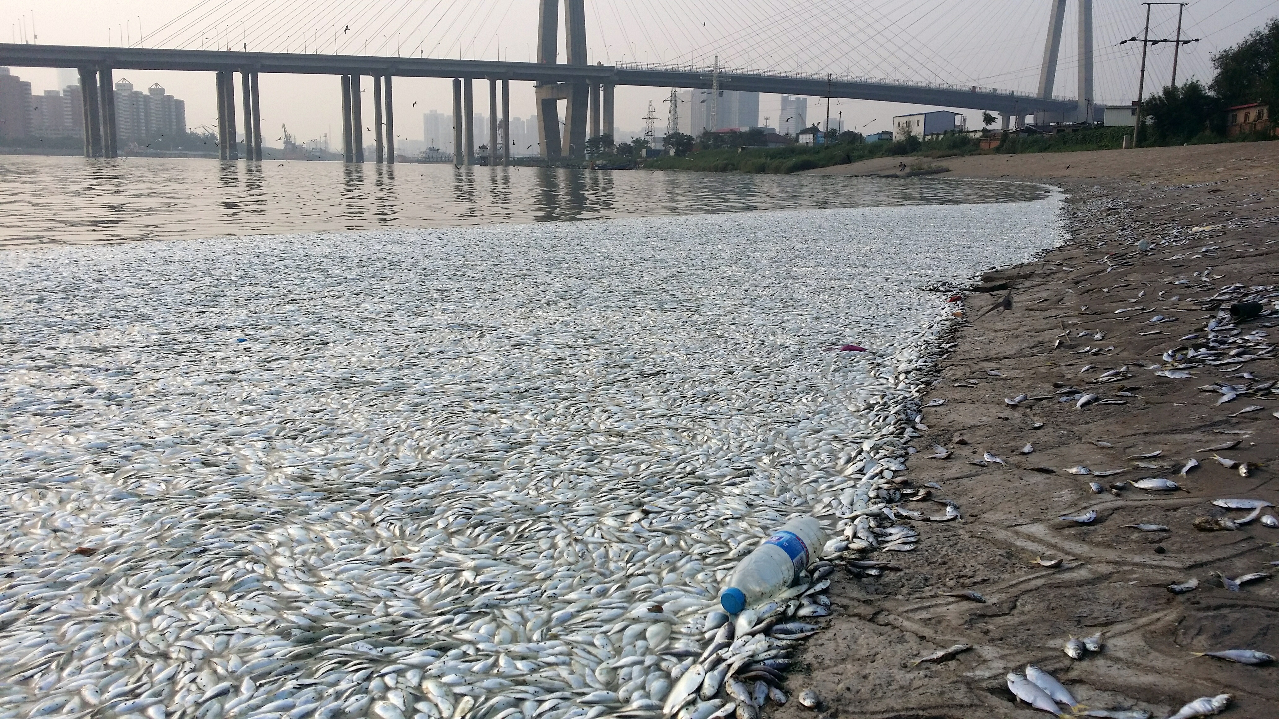 Large quantities of dead fish are seen on a riverside near the site of the massive blasts in Binhai New Area in Tianjin, China, 20 August 2015.