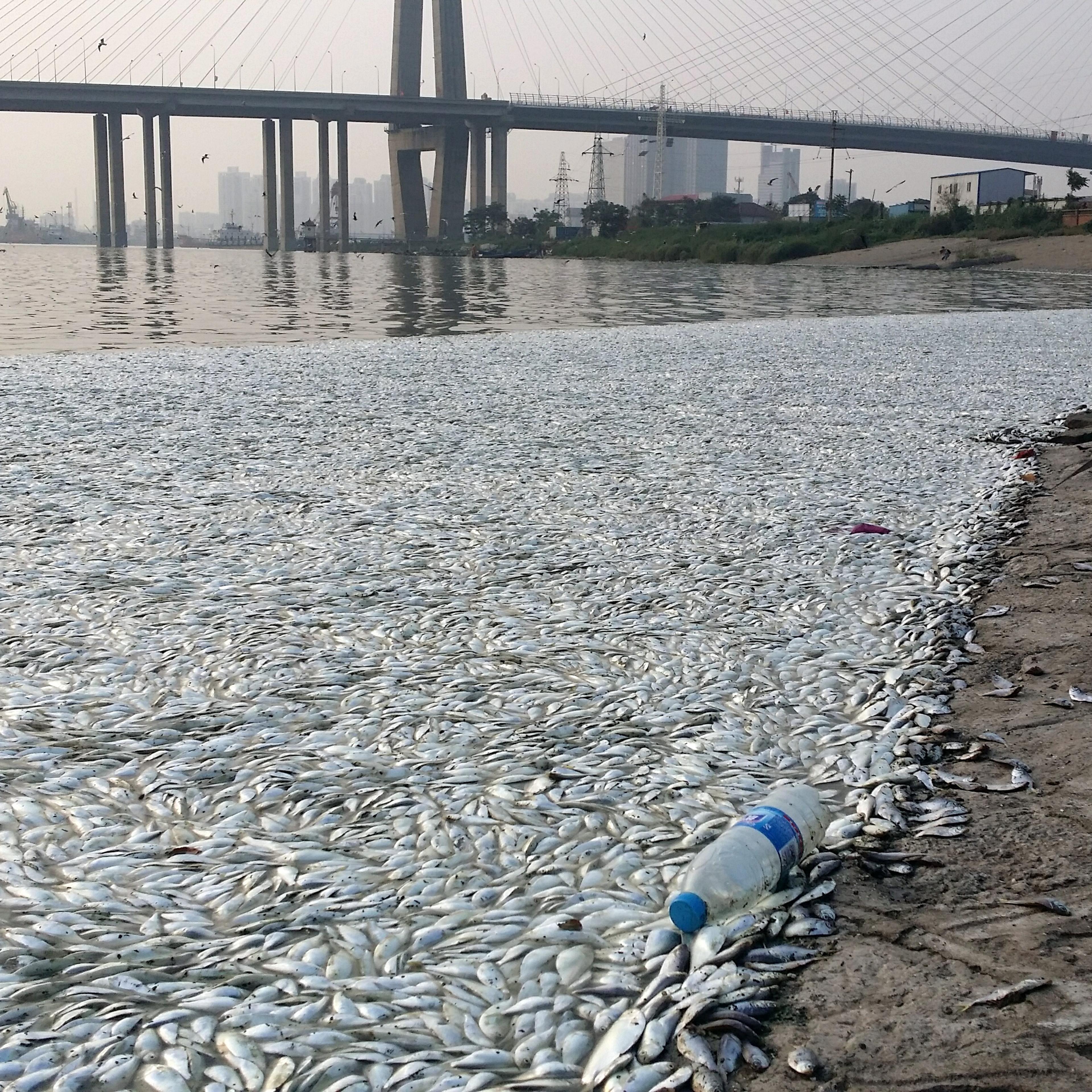 Large quantities of dead fish are seen on a riverside near the site of the massive blasts in Binhai New Area in Tianjin, China, 20 August 2015.