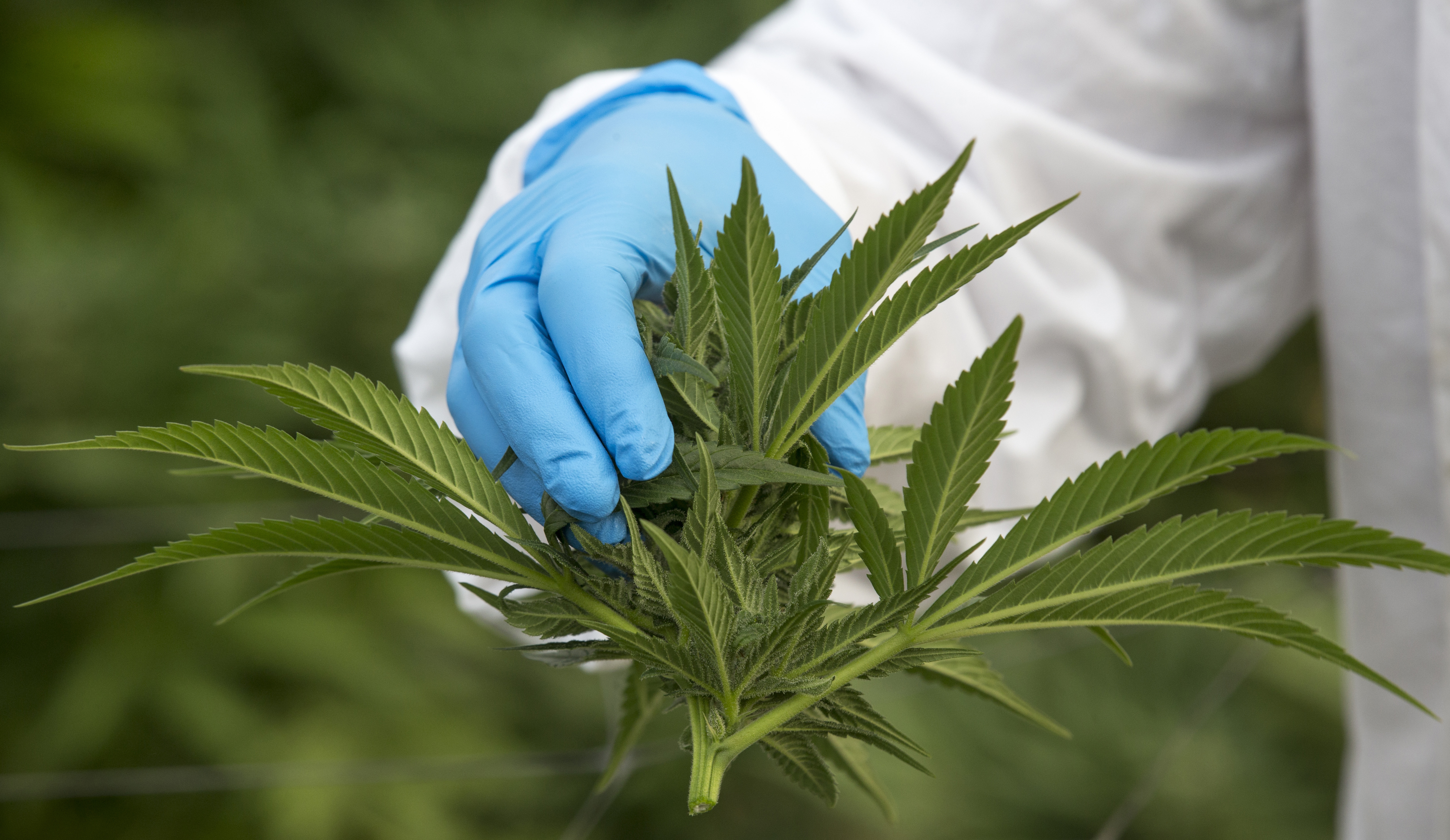 An Israeli woman works on marijuana plants at the BOL (Breath Of Life) Pharma greenhouse in the country's second-largest medical cannabis plantation, near Kfar Pines in northern Israel, on March 9, 2016.