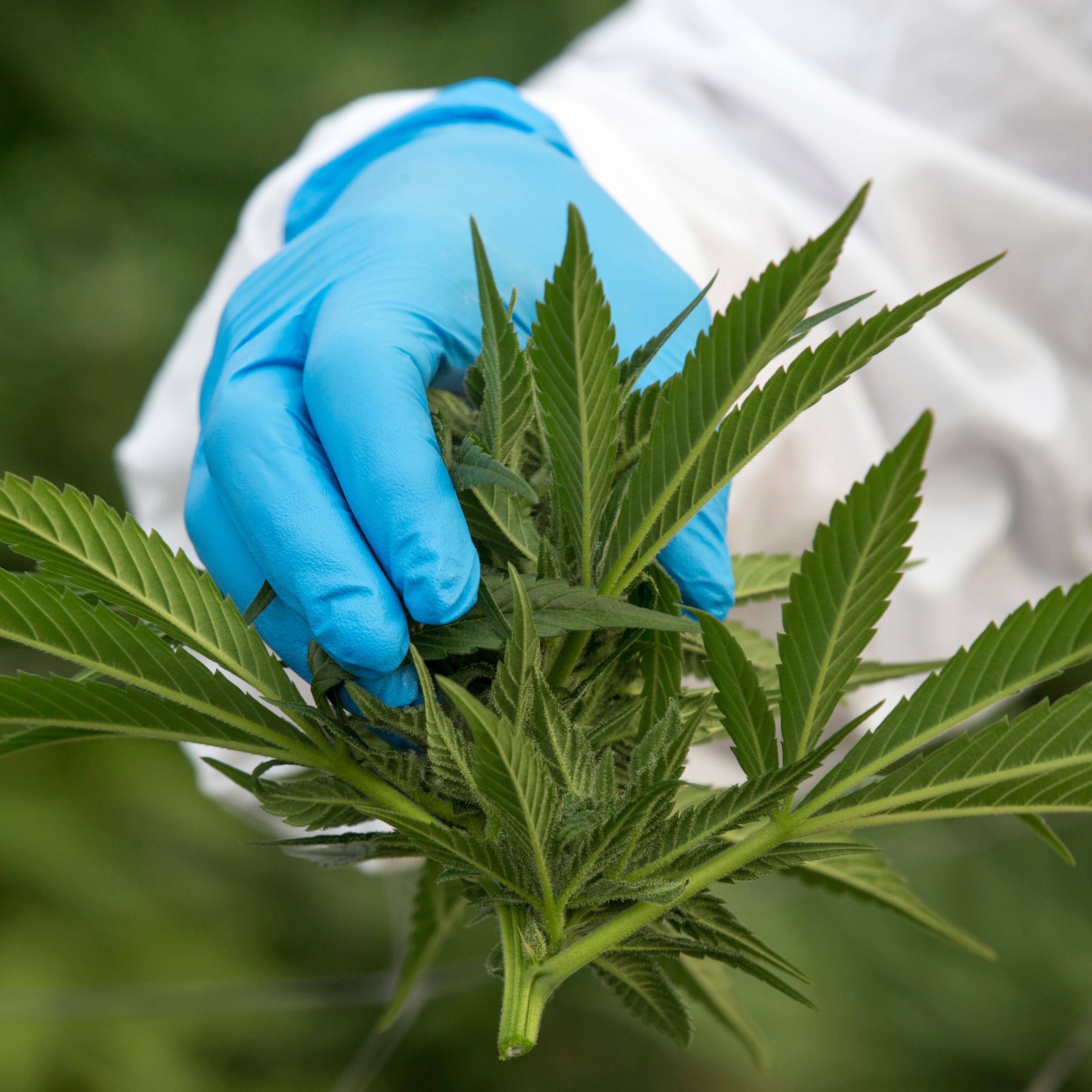 An Israeli woman works on marijuana plants at the BOL (Breath Of Life) Pharma greenhouse in the country's second-largest medical cannabis plantation, near Kfar Pines in northern Israel, on March 9, 2016.