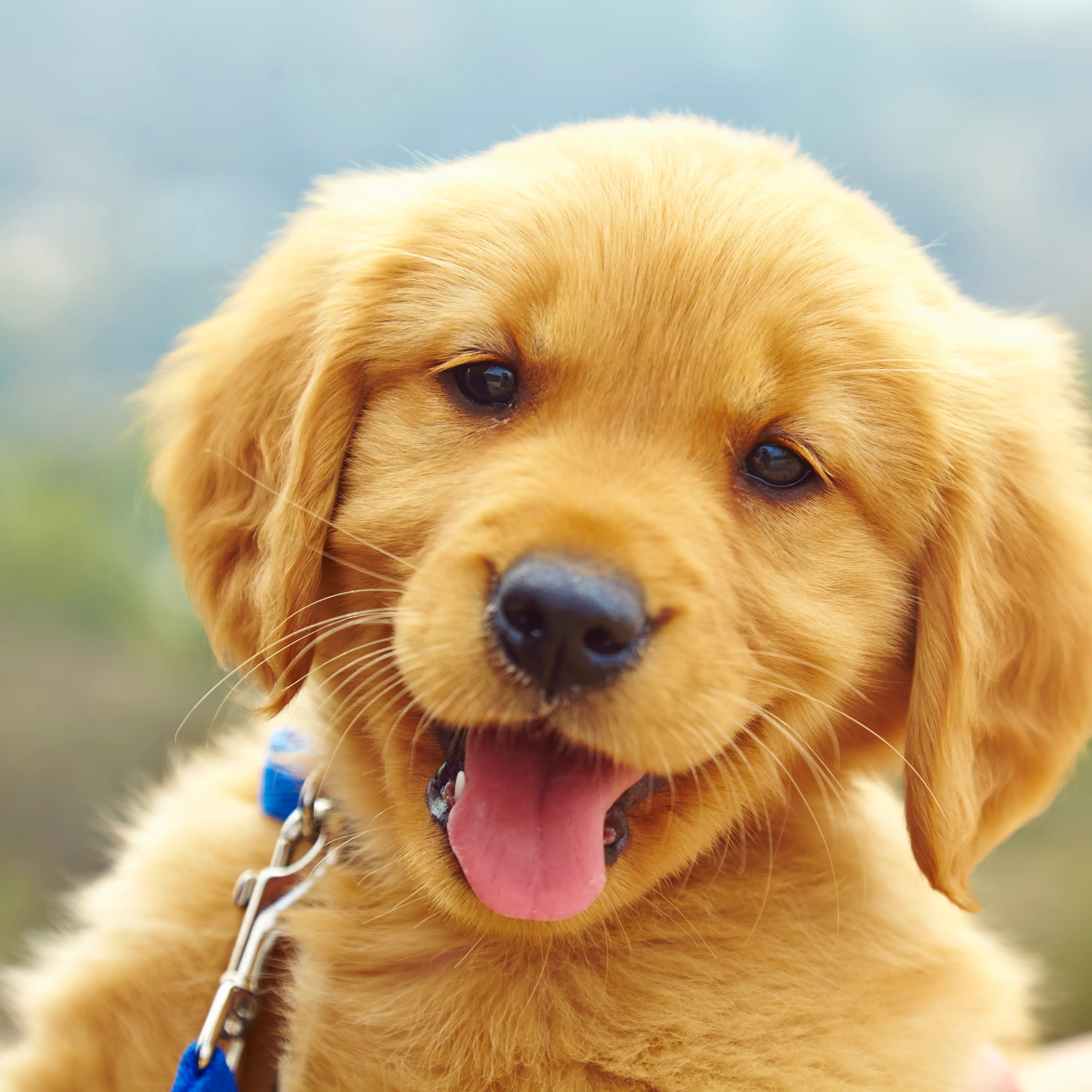 Golden Retriever puppy, portrait
