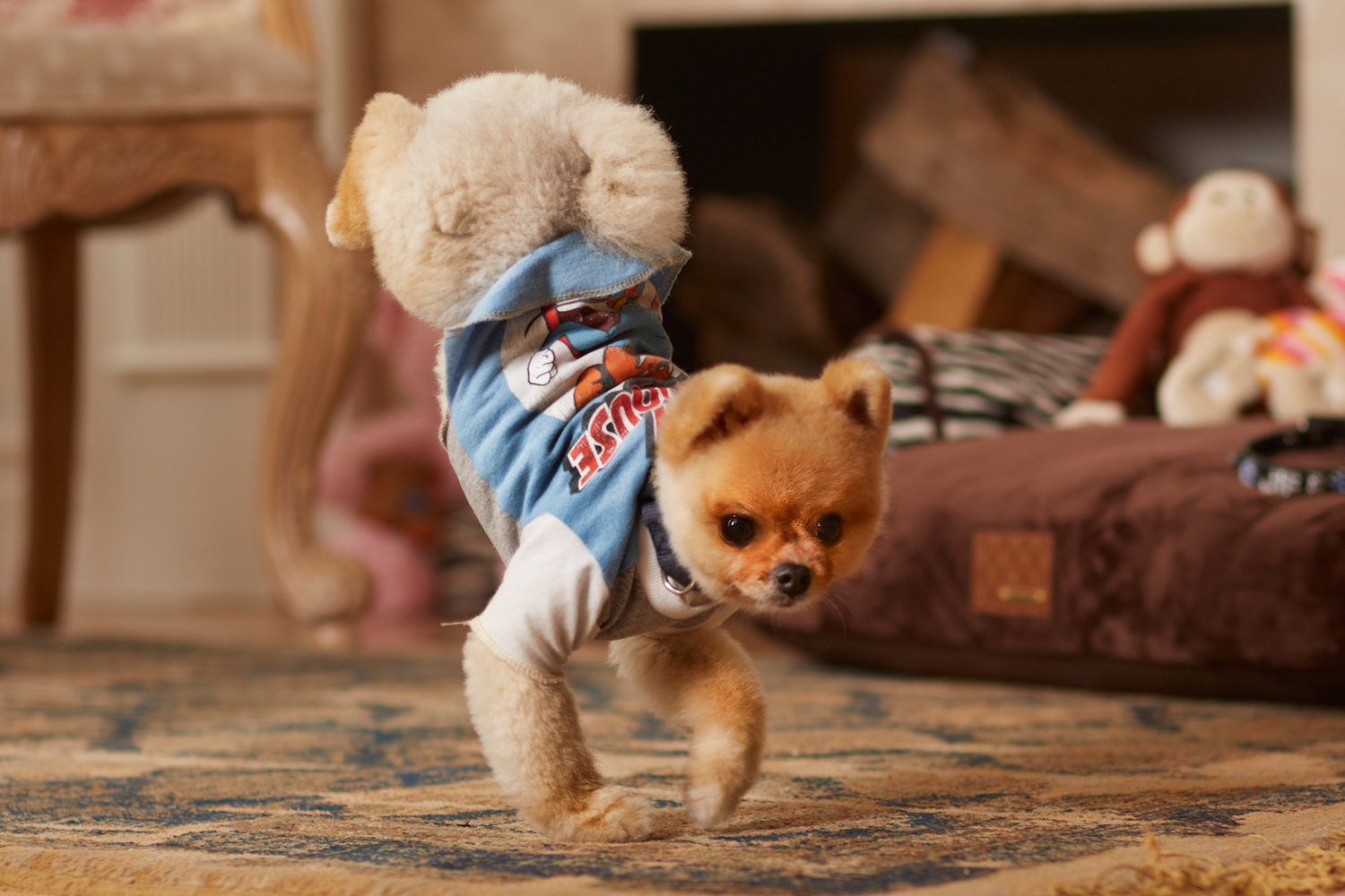 Jiff the Pomeranian Is Worlds Fastest Dog on Two Paws
