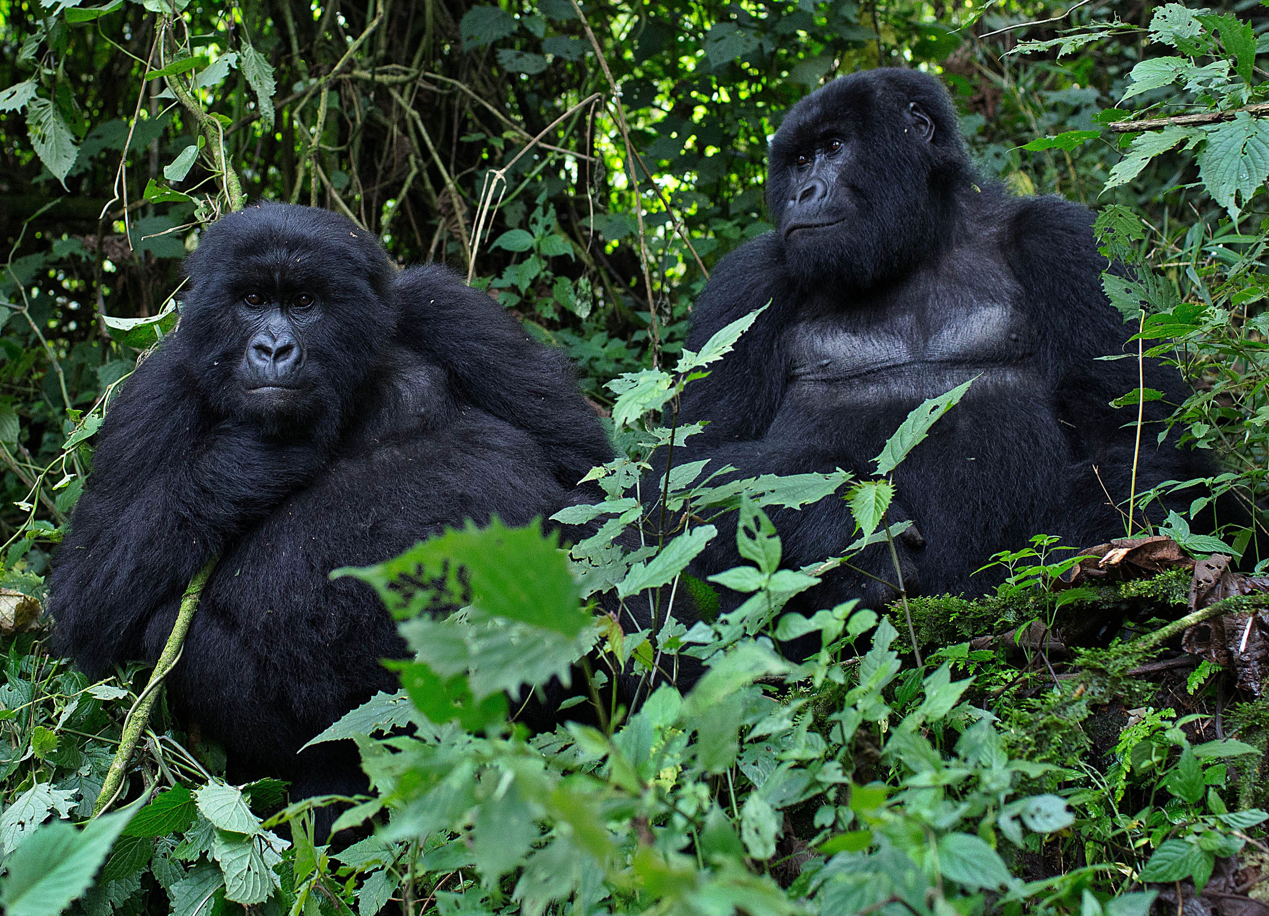RWANDA-NATURE-TOURISM-GORILLA