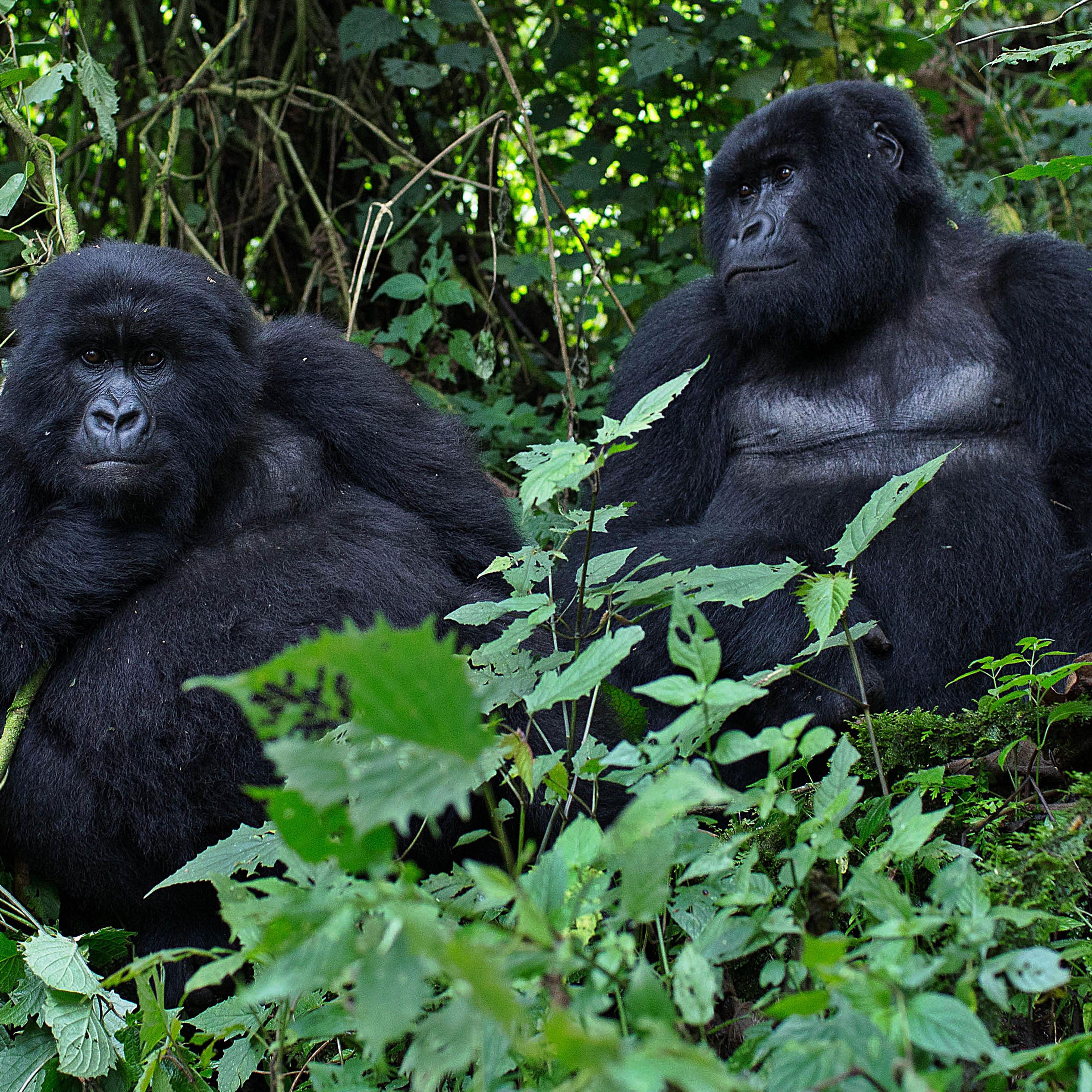 RWANDA-NATURE-TOURISM-GORILLA