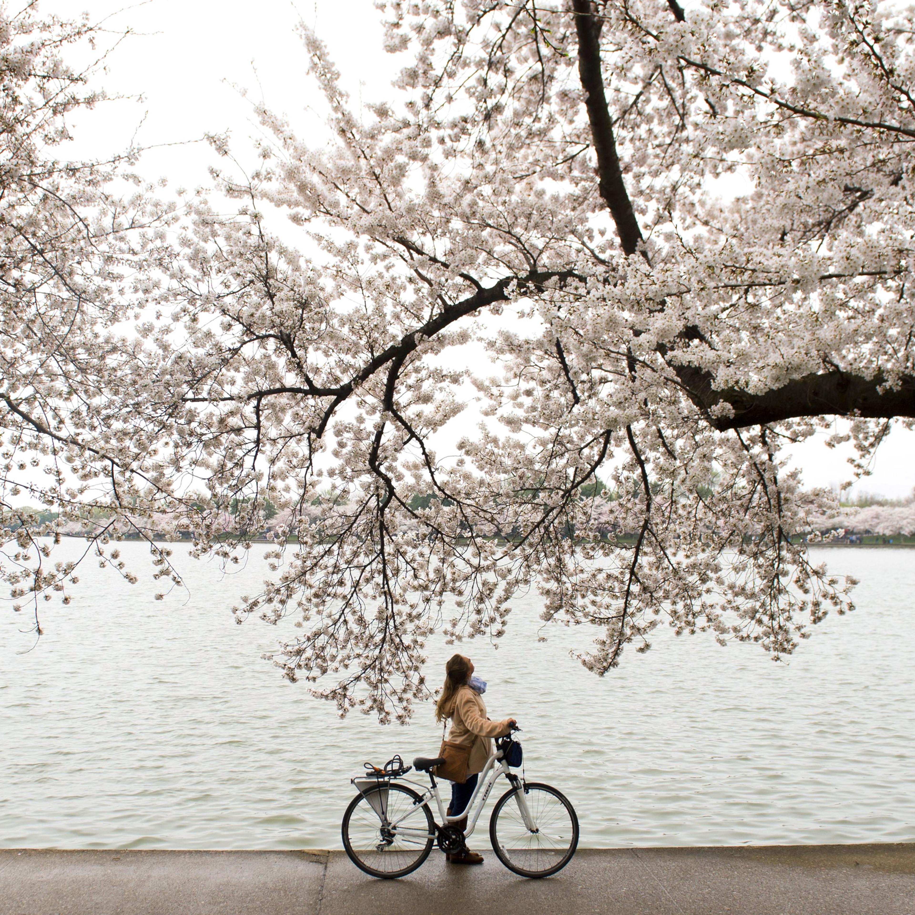 The Best Cities to Bike In - Washington, D.C.