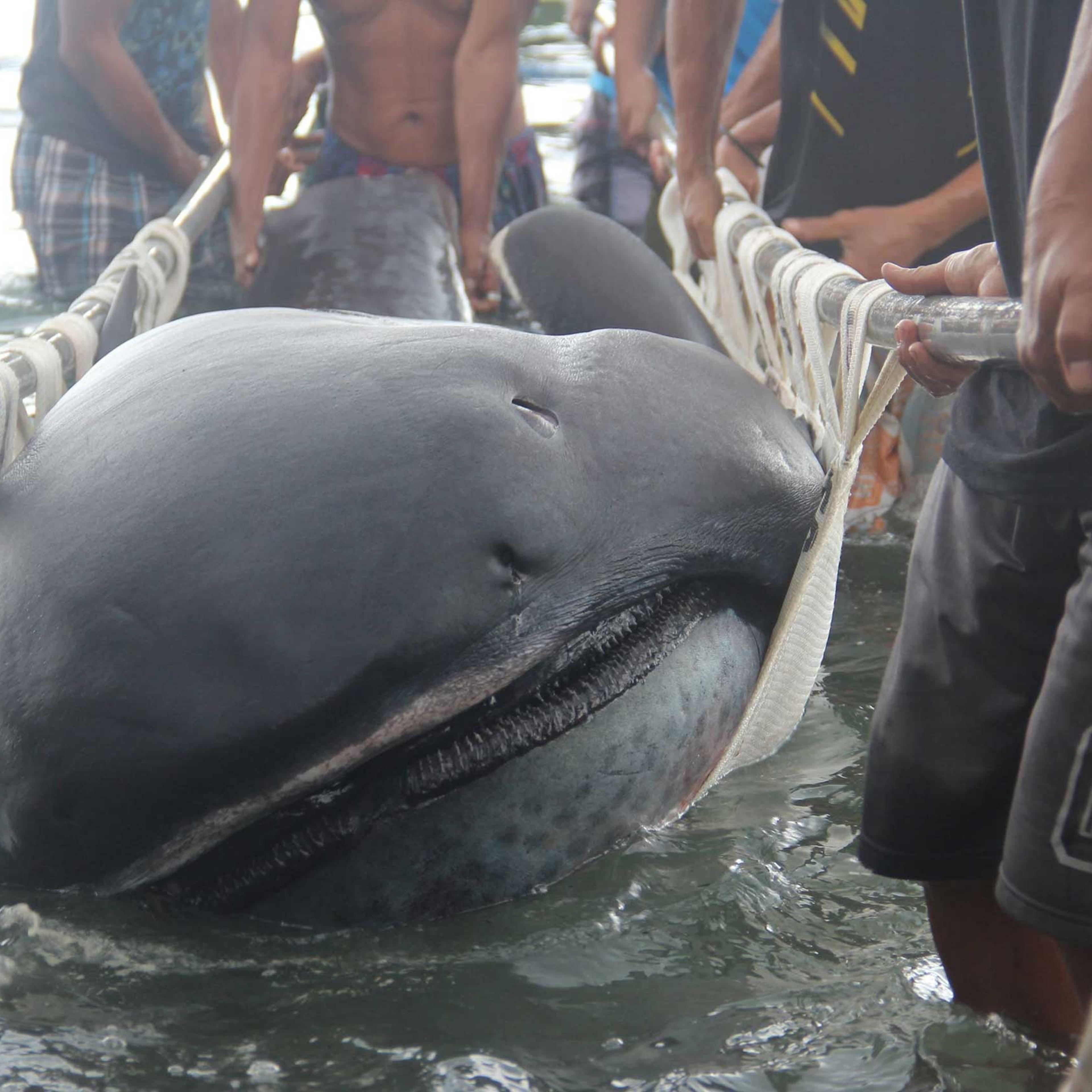 Fishermen use a stretcher with steels bars to carry a rare 15-foot megamouth shark, which was trapped in a fishermen's net in Burias Pass in Albay and Masbate provinces, central Philippines, Jan. 28, 2015.