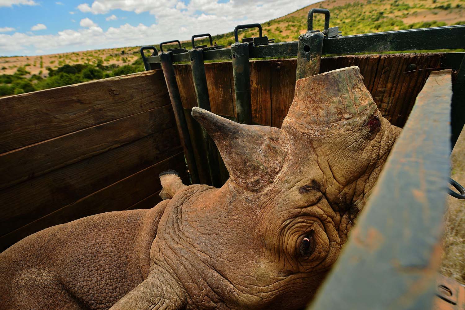 KENYA-CONSERVATION-RHINO