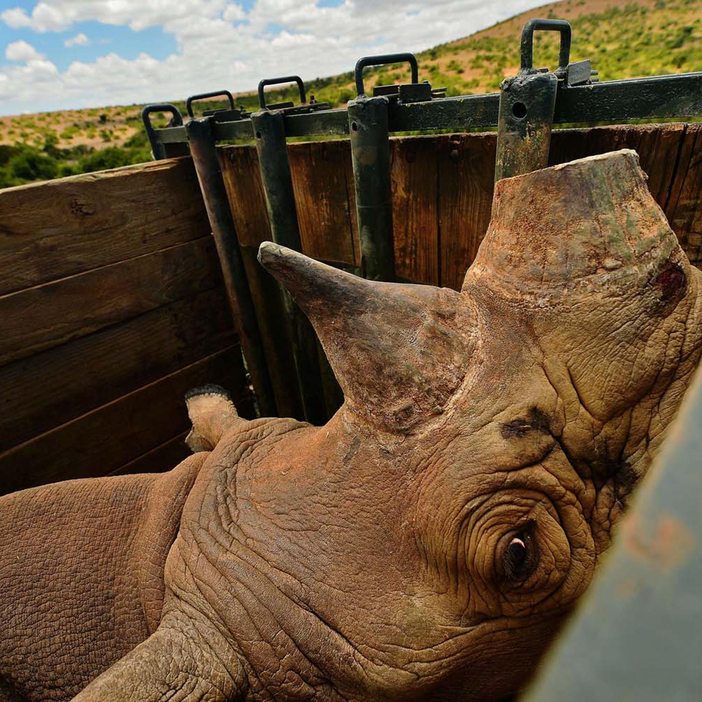 KENYA-CONSERVATION-RHINO