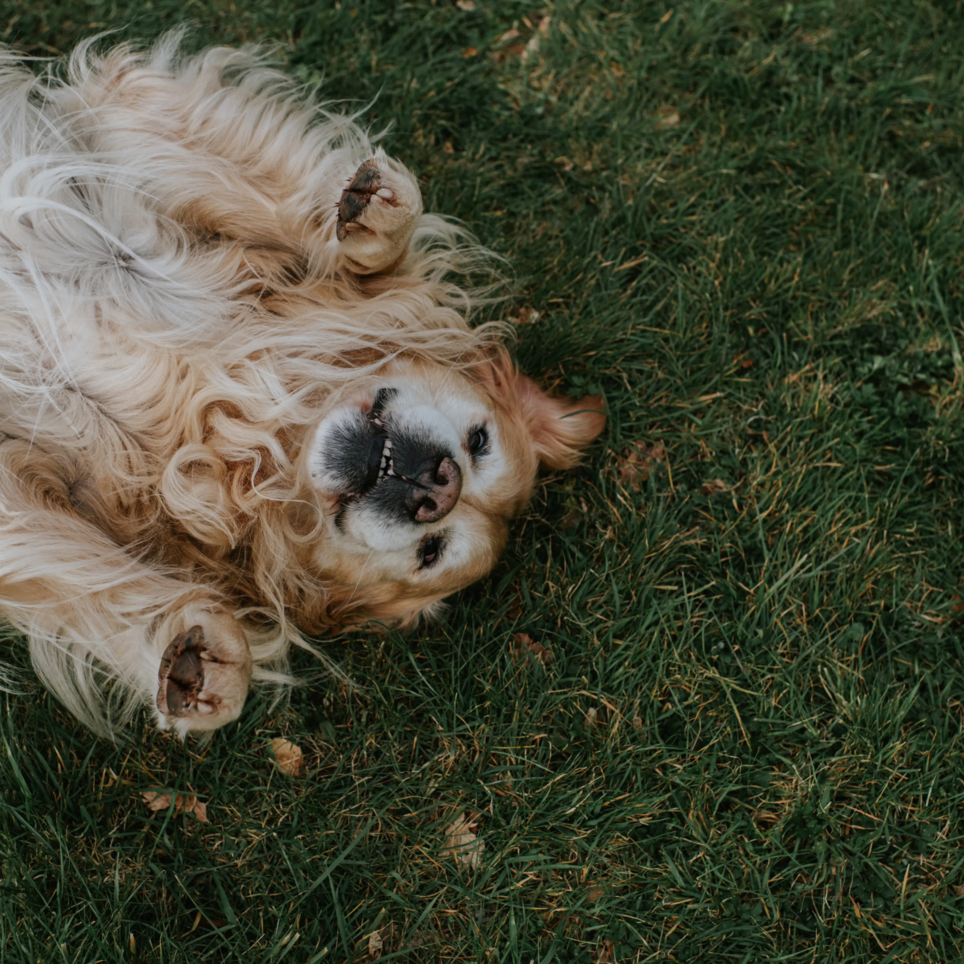 A long-haired golden retriever lies on his back on grass