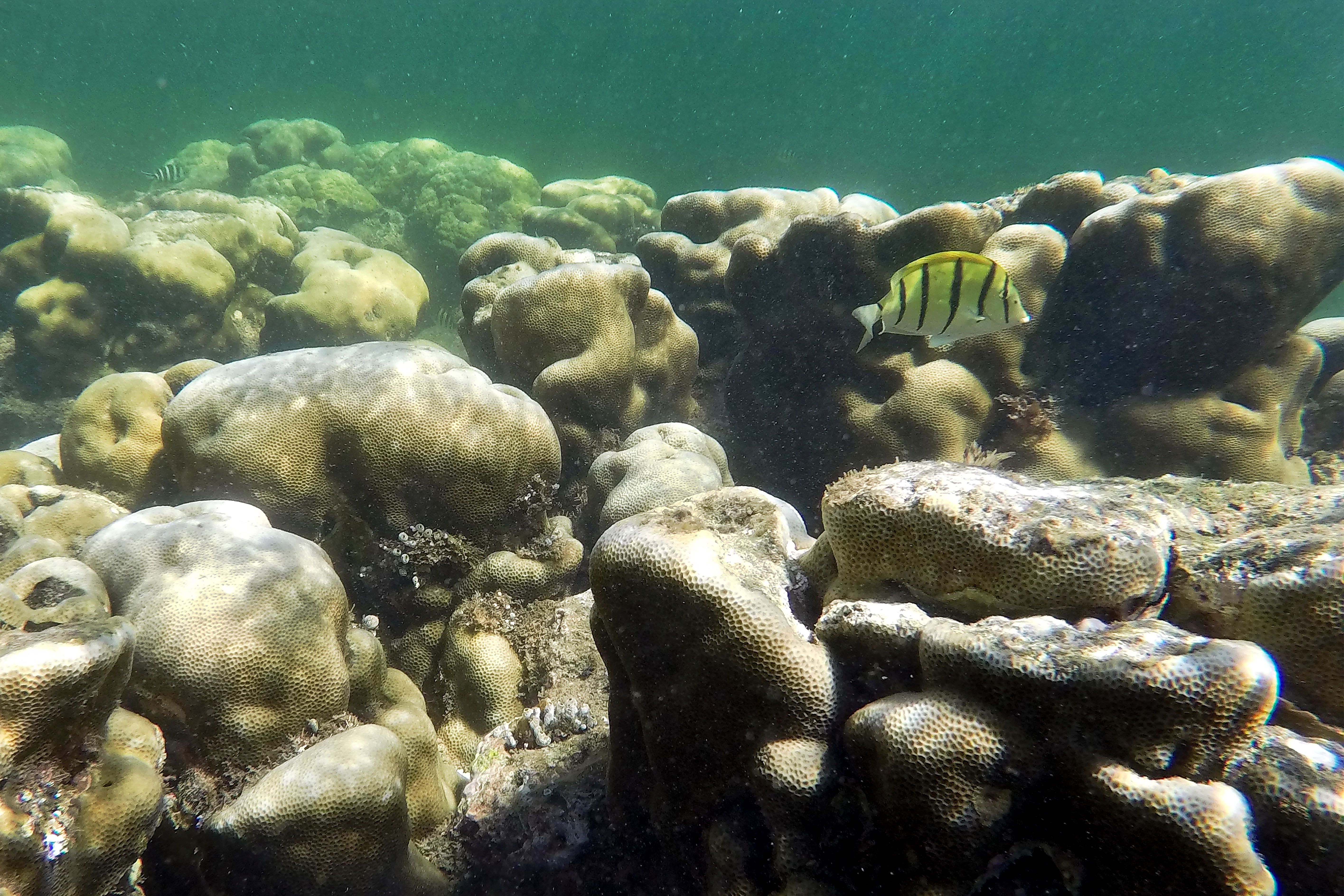 coral reef bleaching event