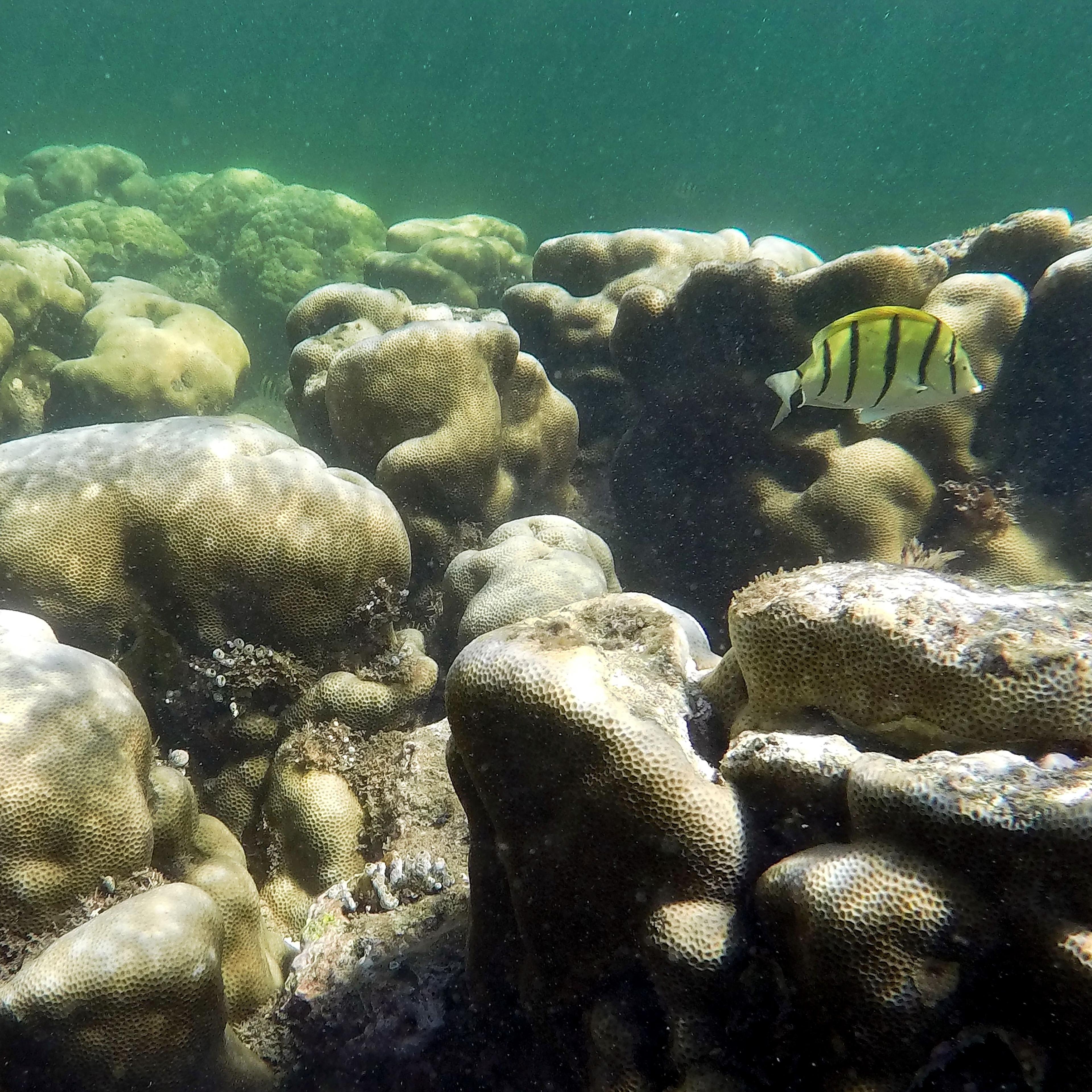 coral reef bleaching event