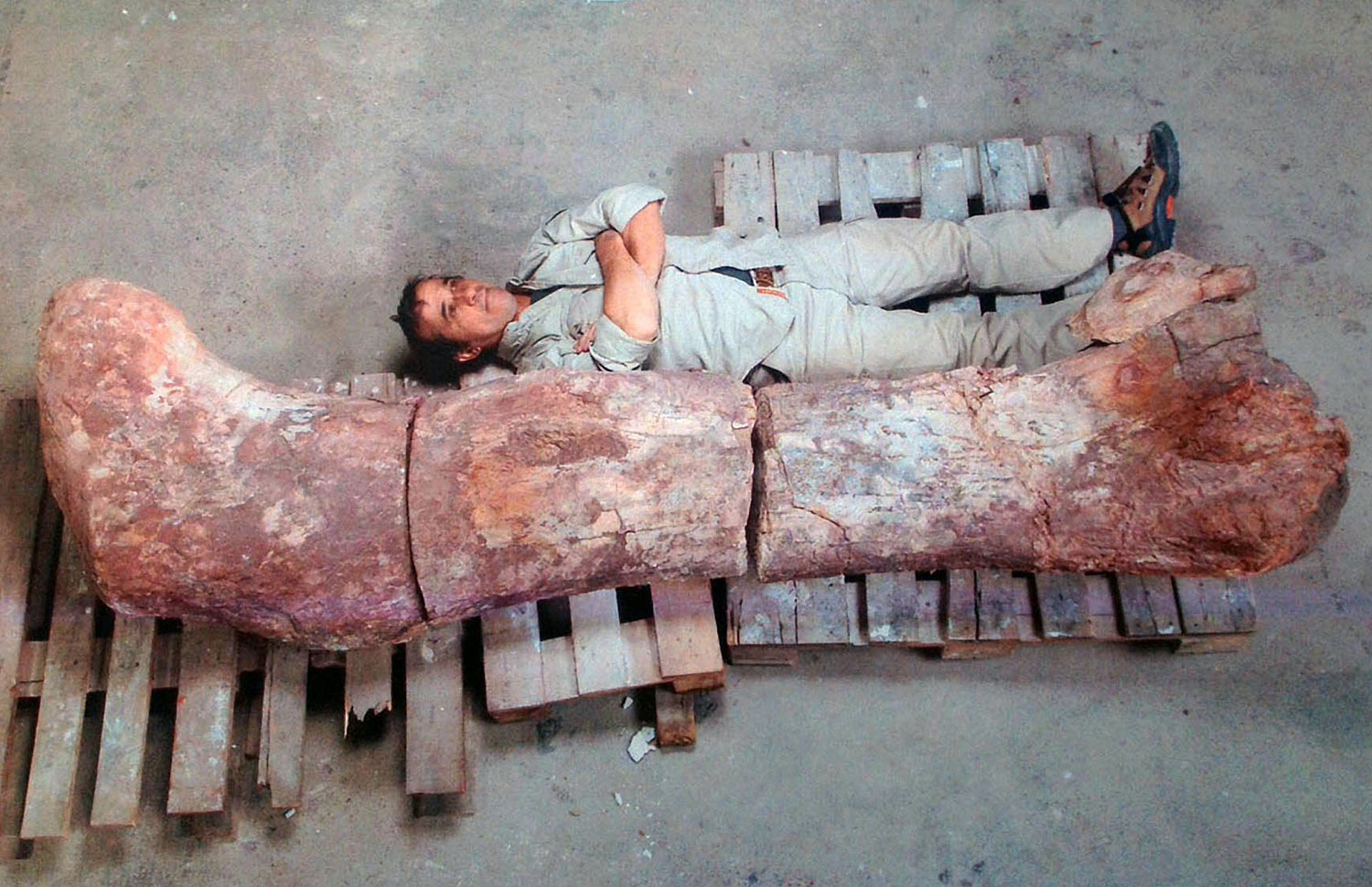 ARGENTINA-PALEONTOLOGY-DINOSAUR
