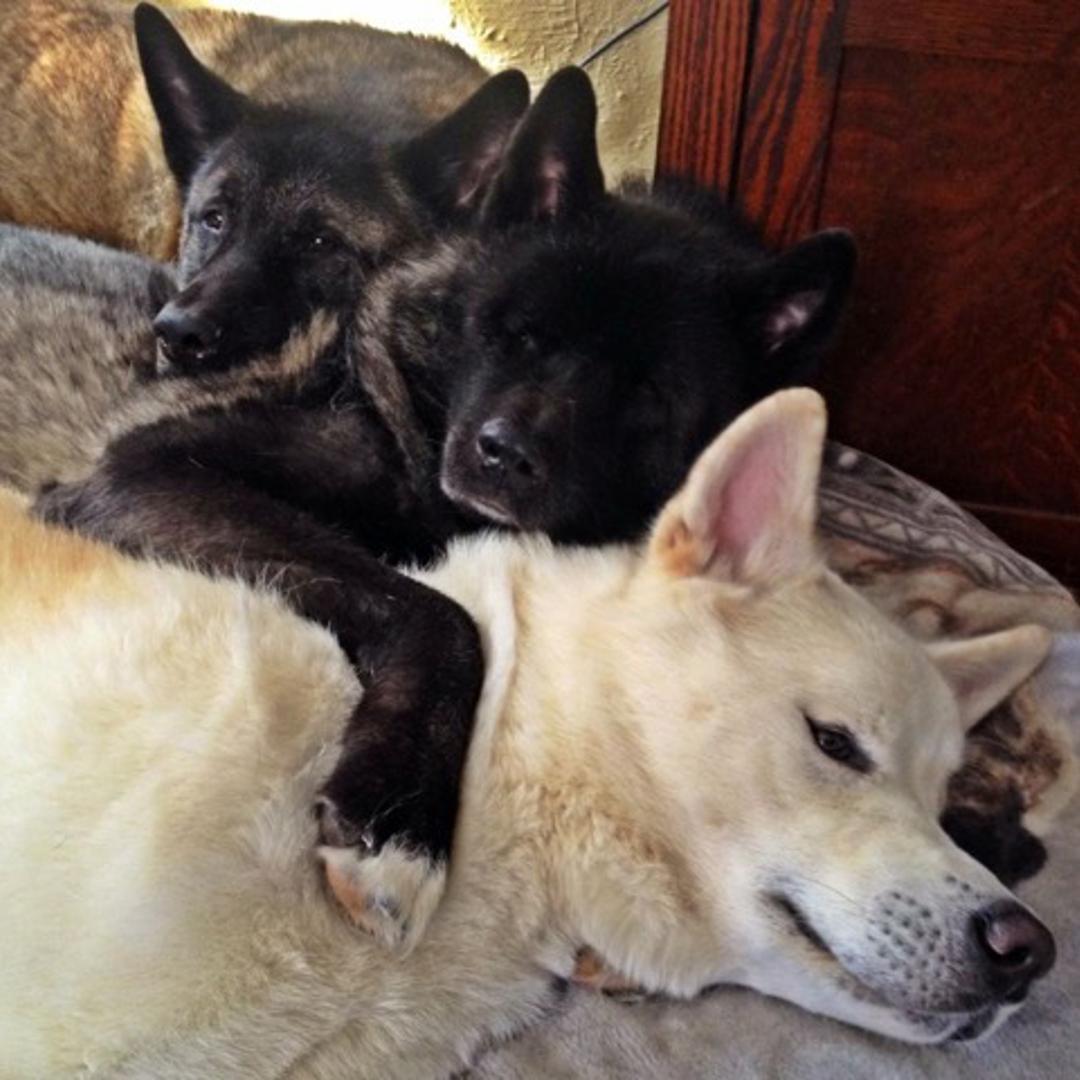 akita-blind-dog