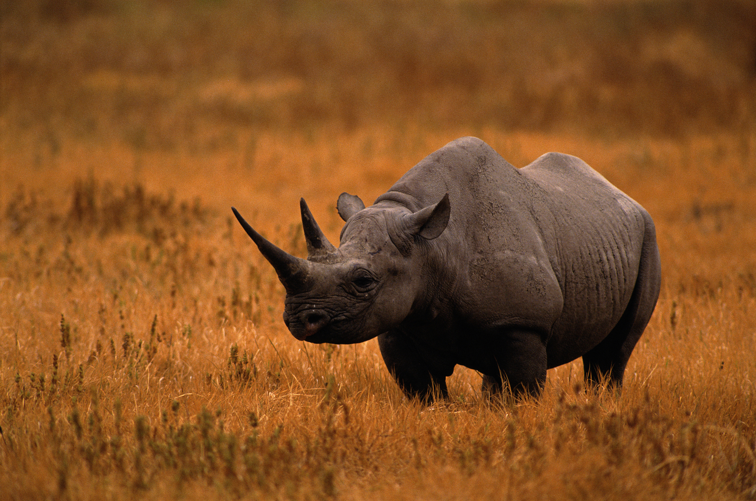 black rhinoceros