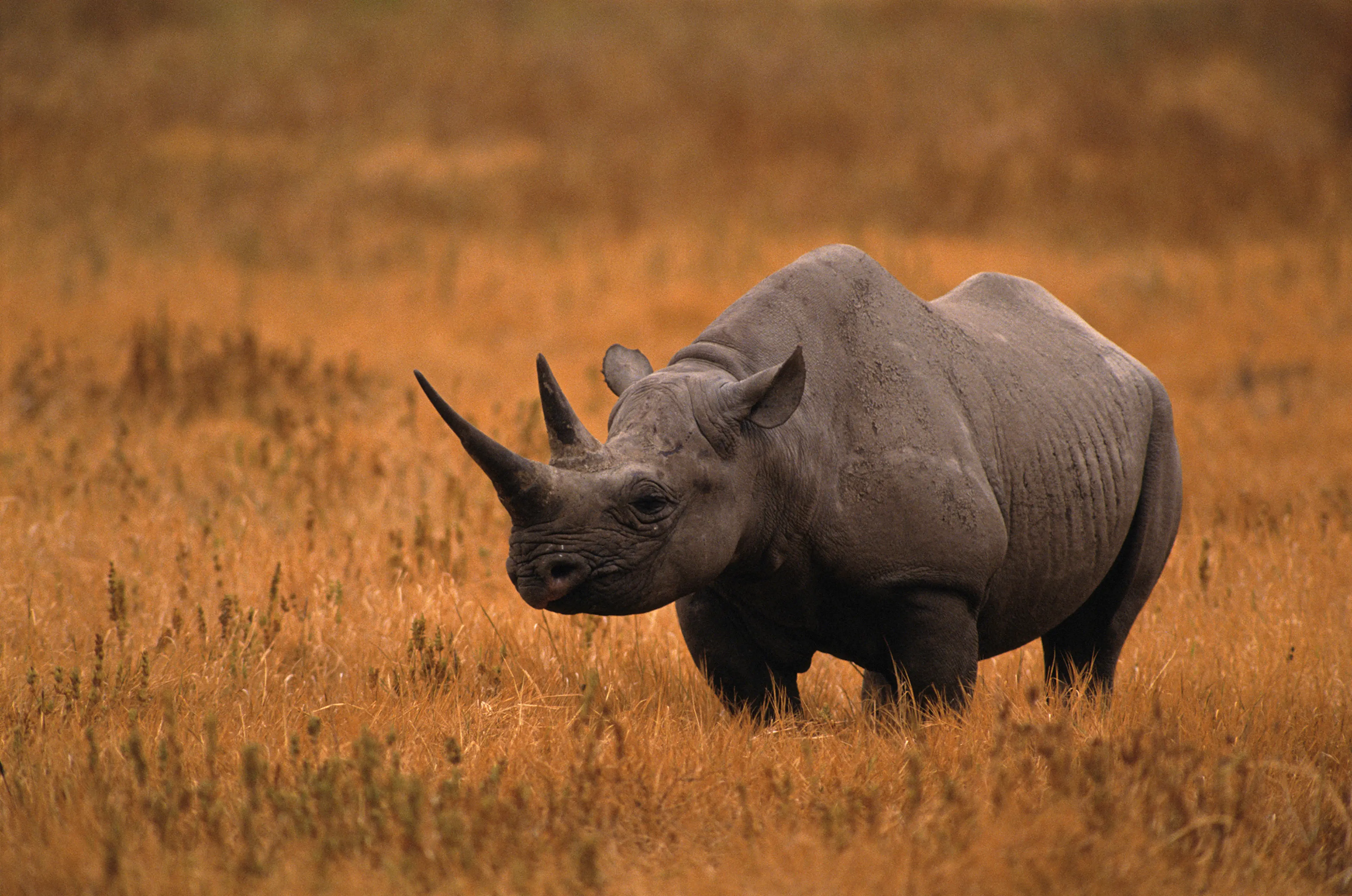 black rhinoceros