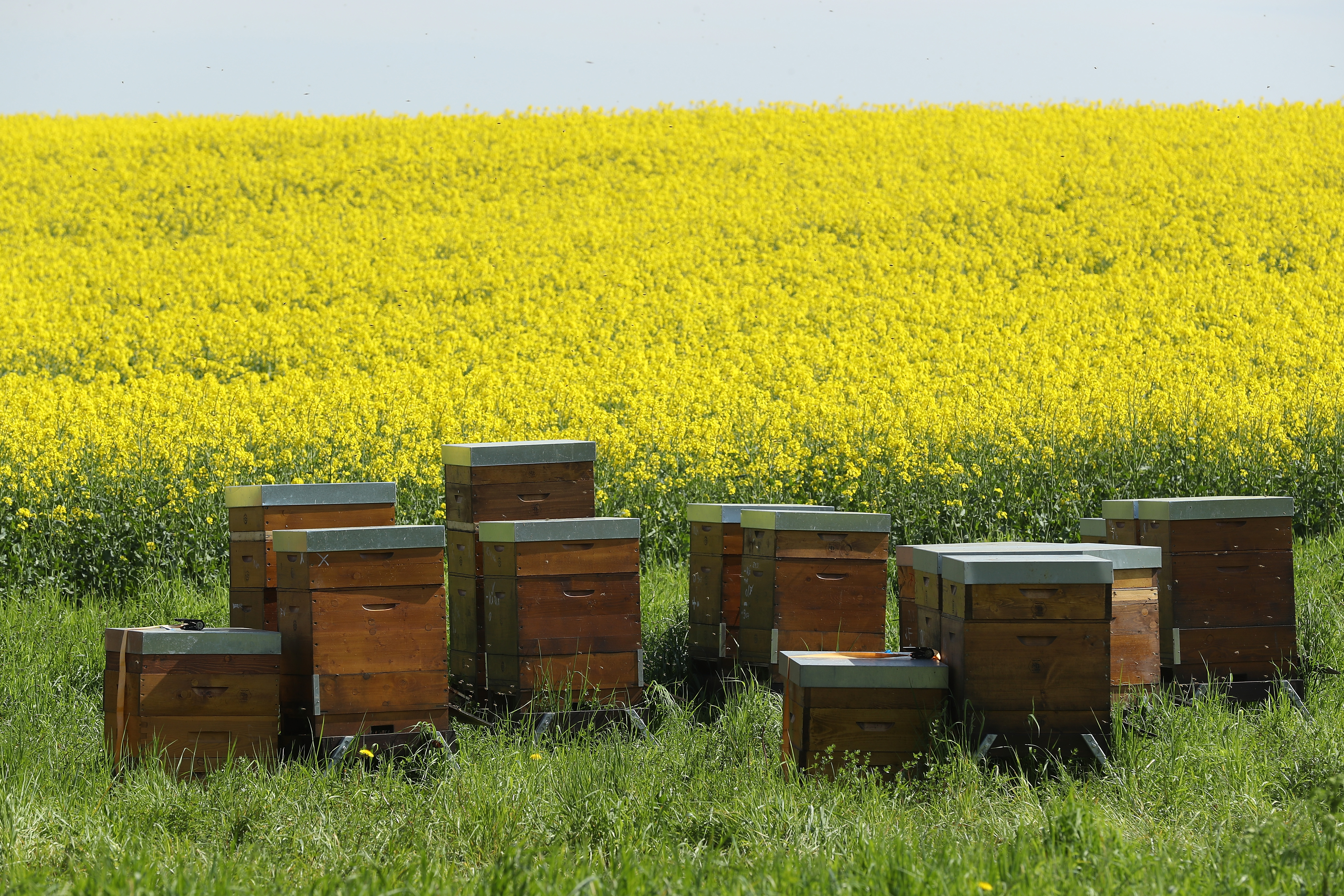 World's biggest bee