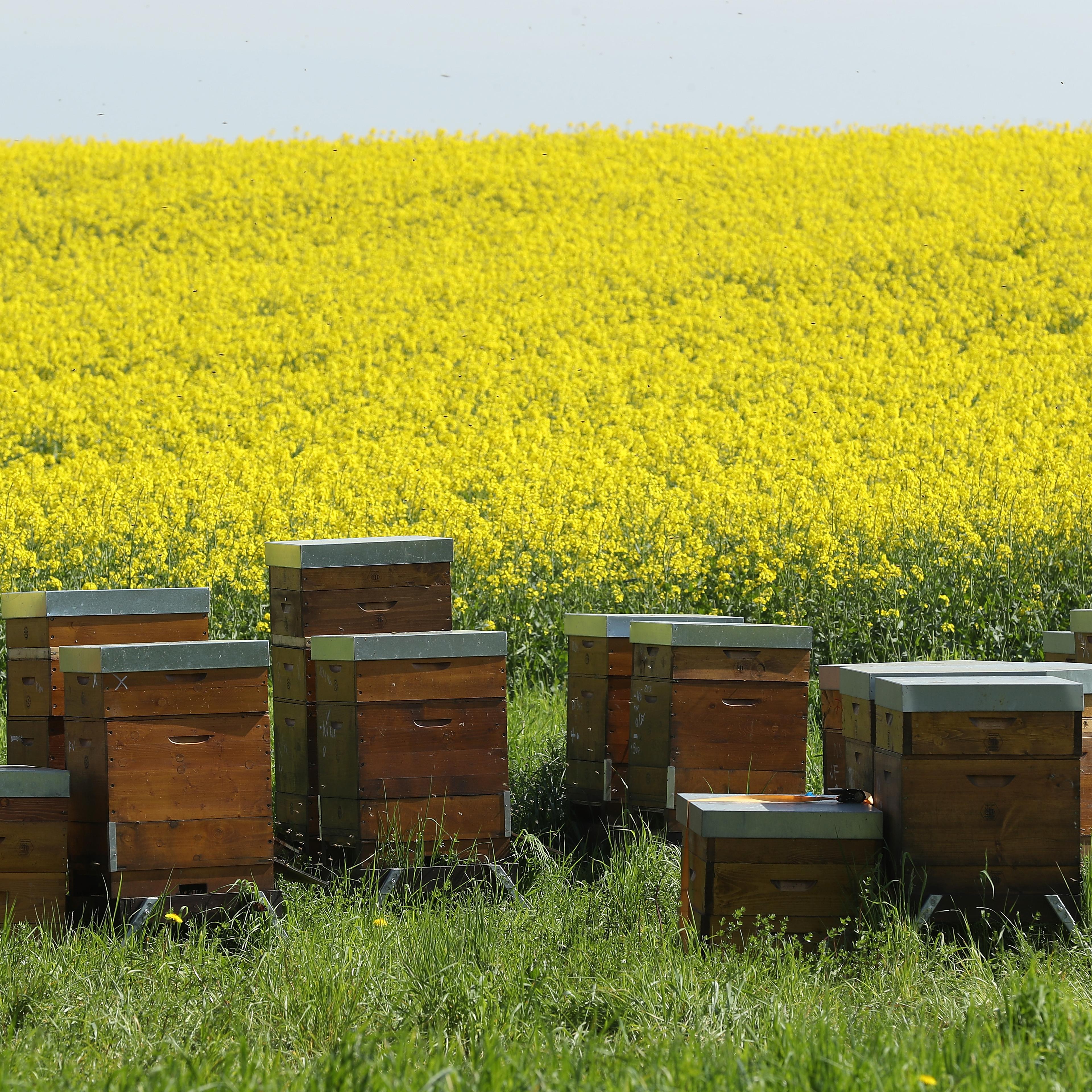 World's biggest bee