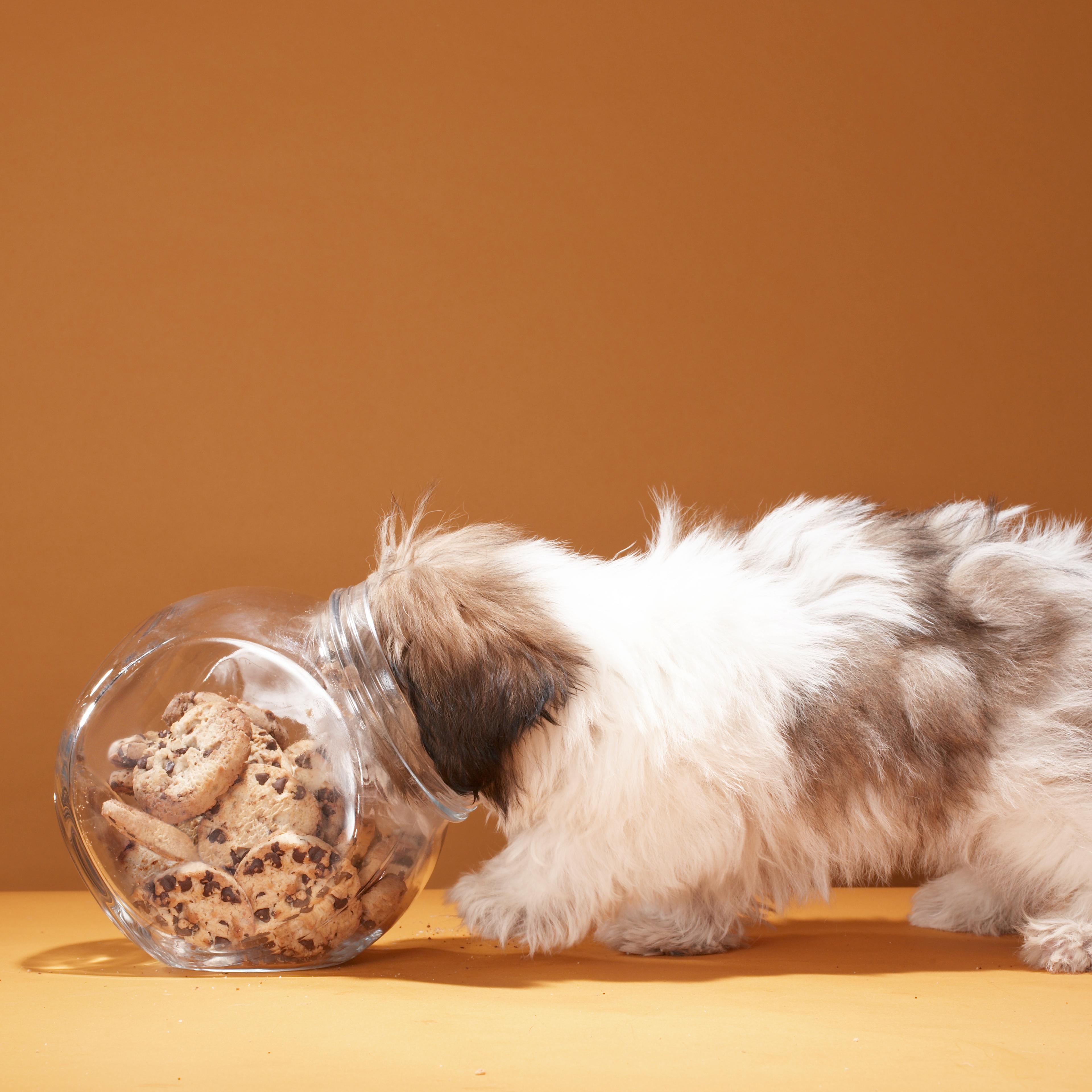 puppy-head-in-cookie-jar