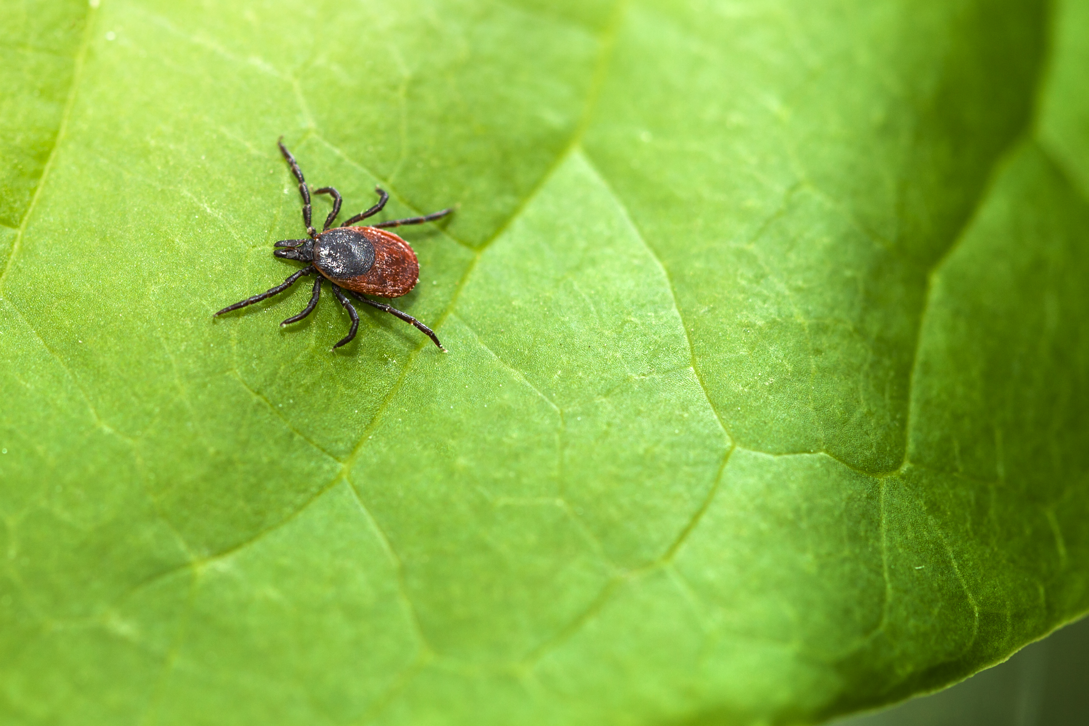 lyme-disease-tick