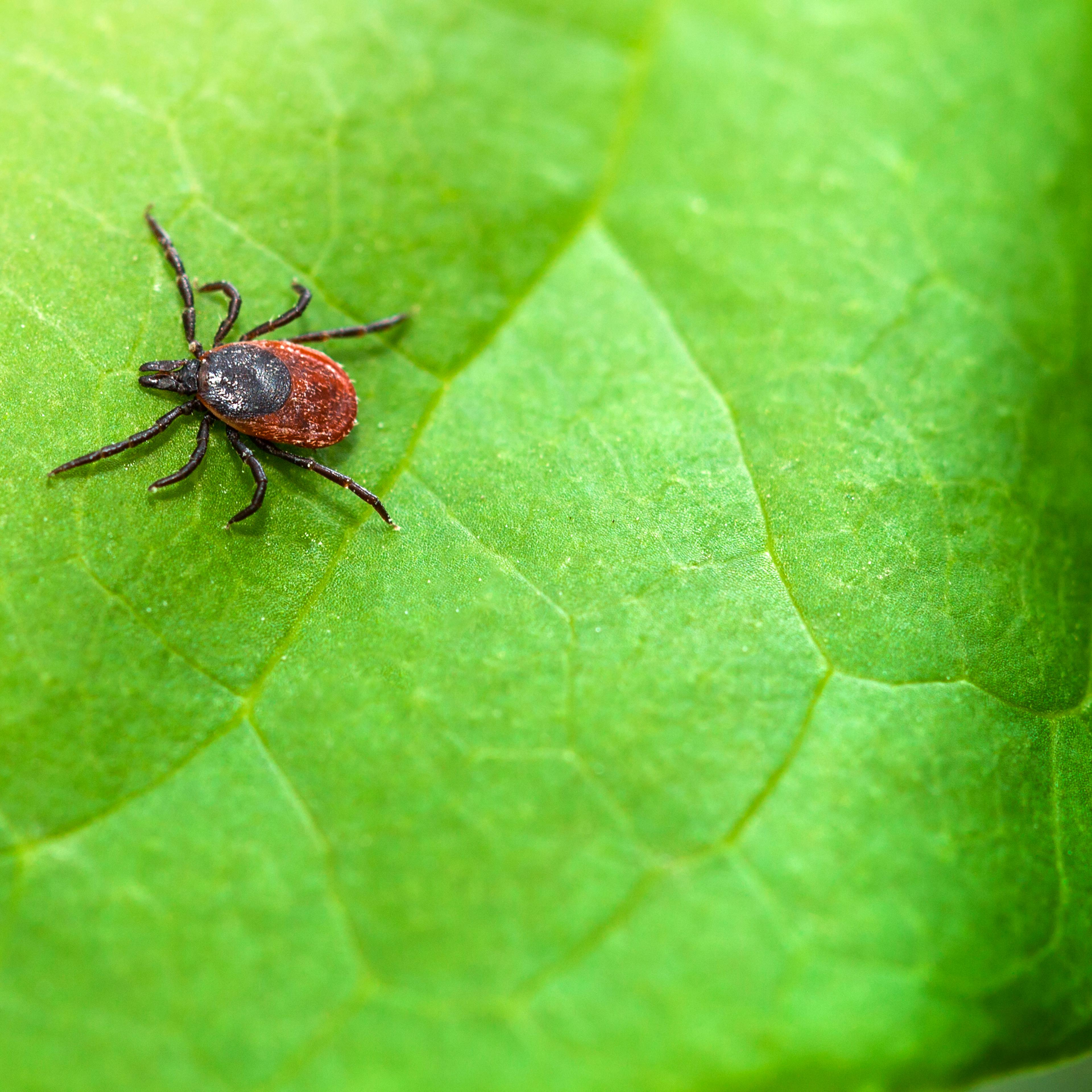 lyme-disease-tick