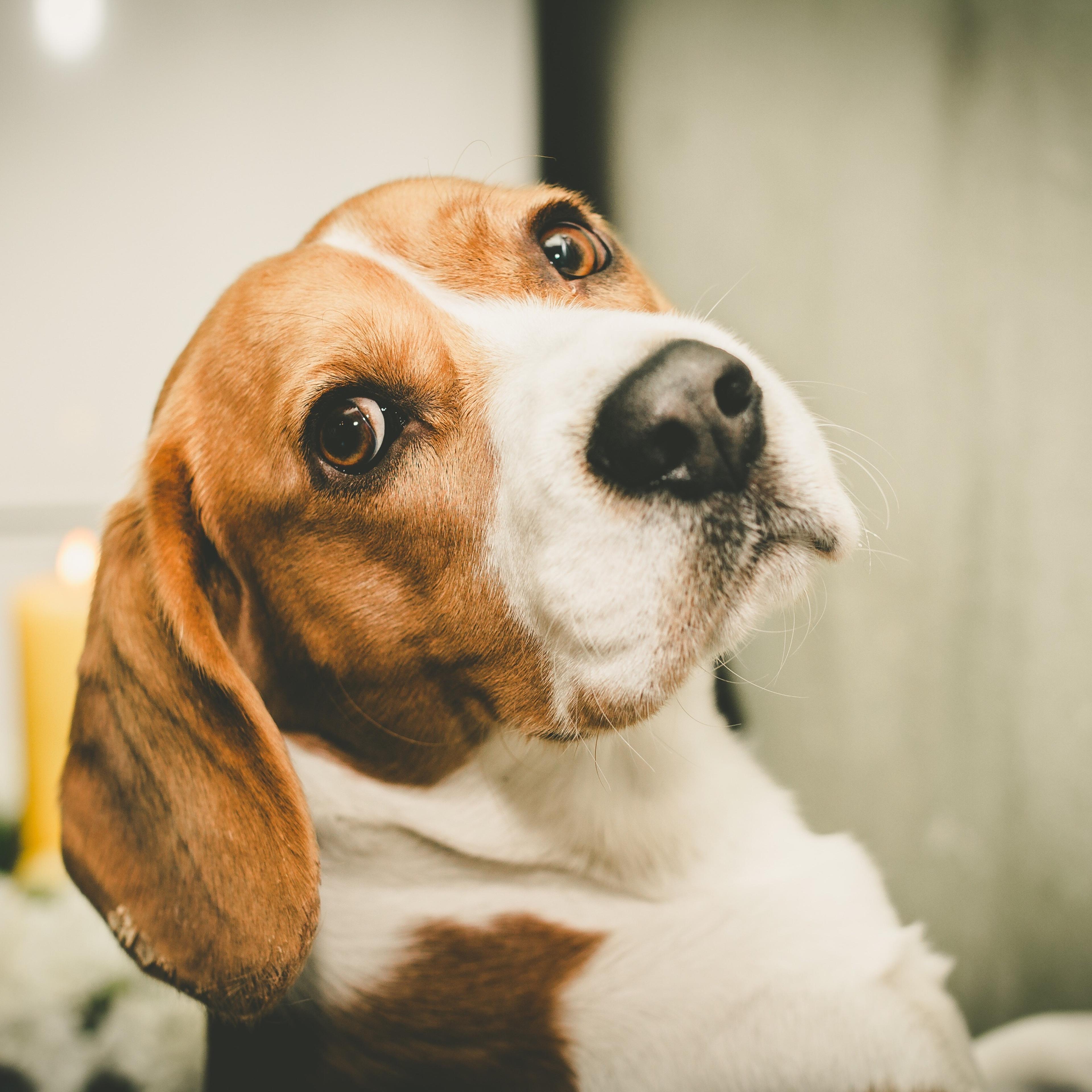 beagle