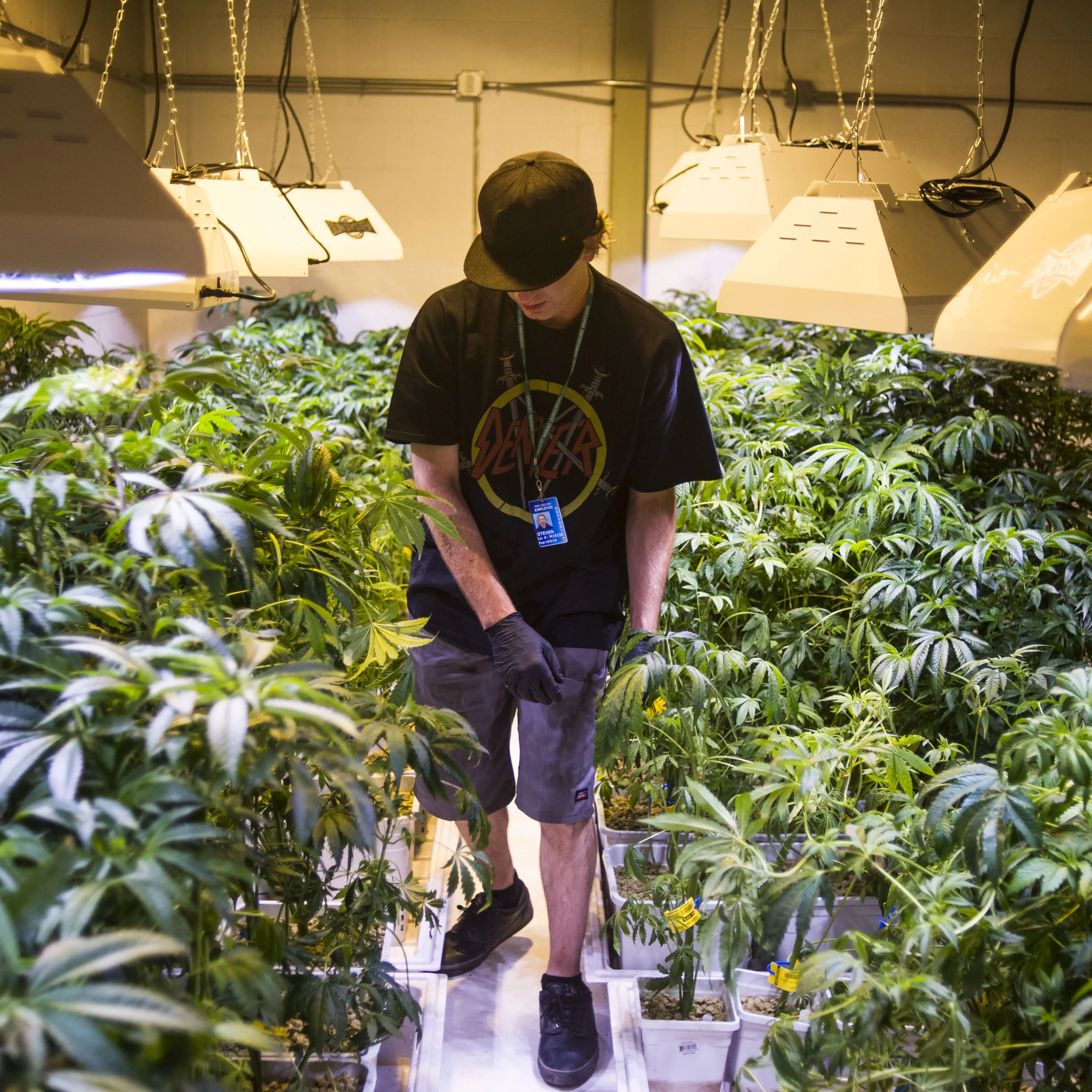 Demand for marijuana edibles is pushing several Colorado manufacturers to expand their facilities or move to larger quarters.