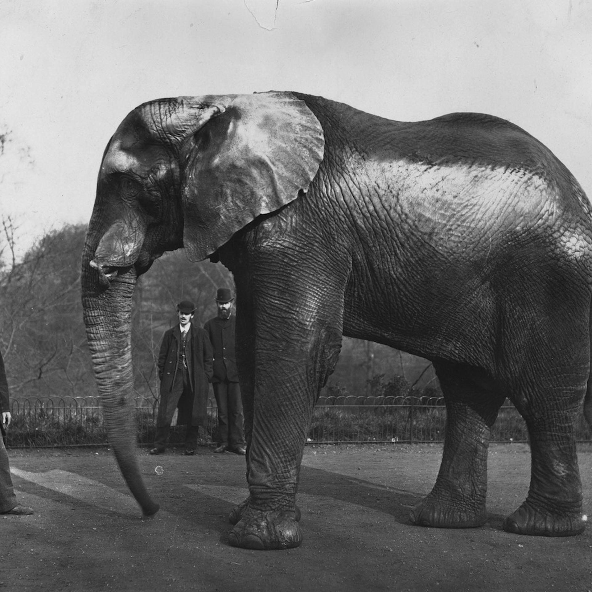 Barnum's Elephant