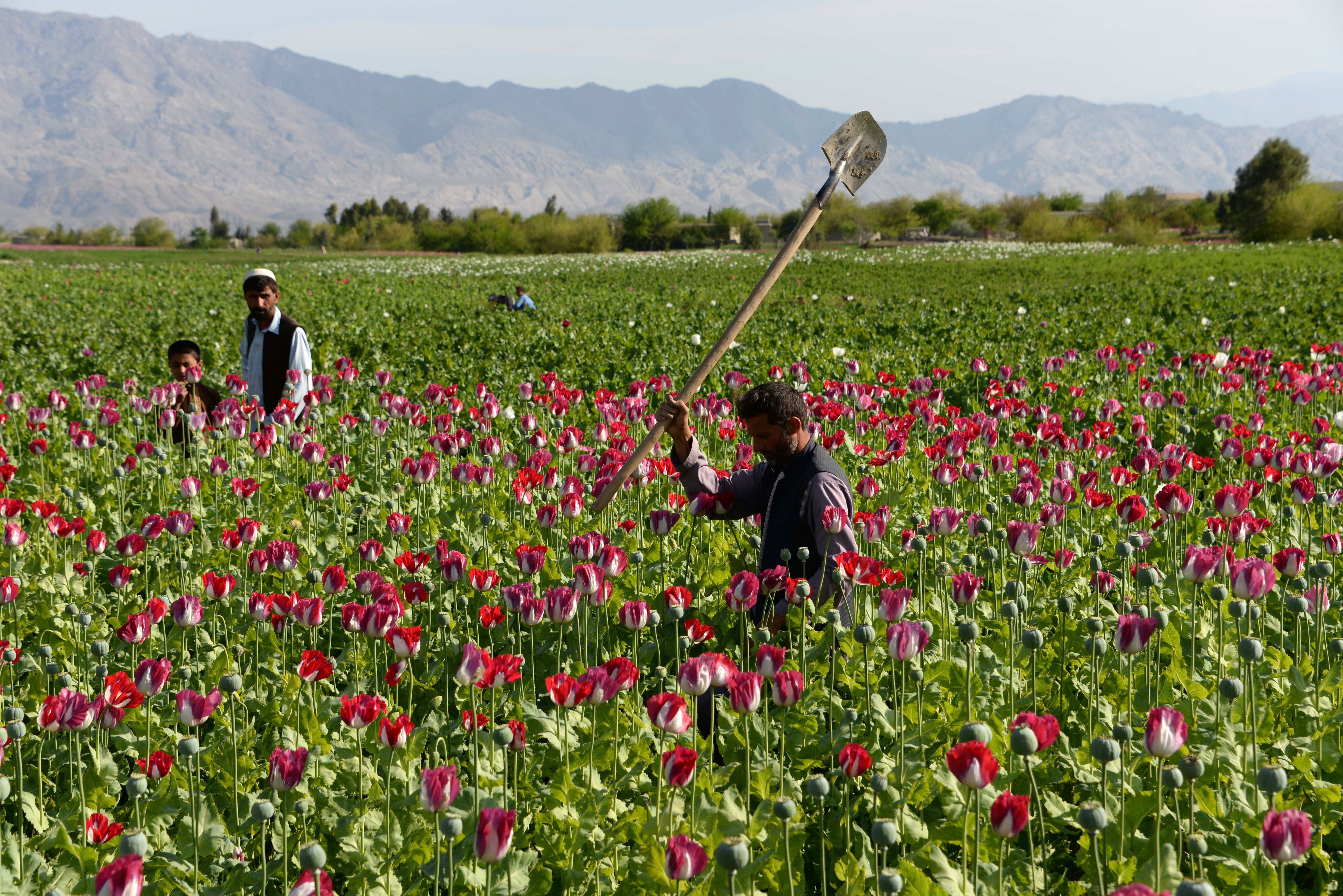AFGHANISTAN-POPPY