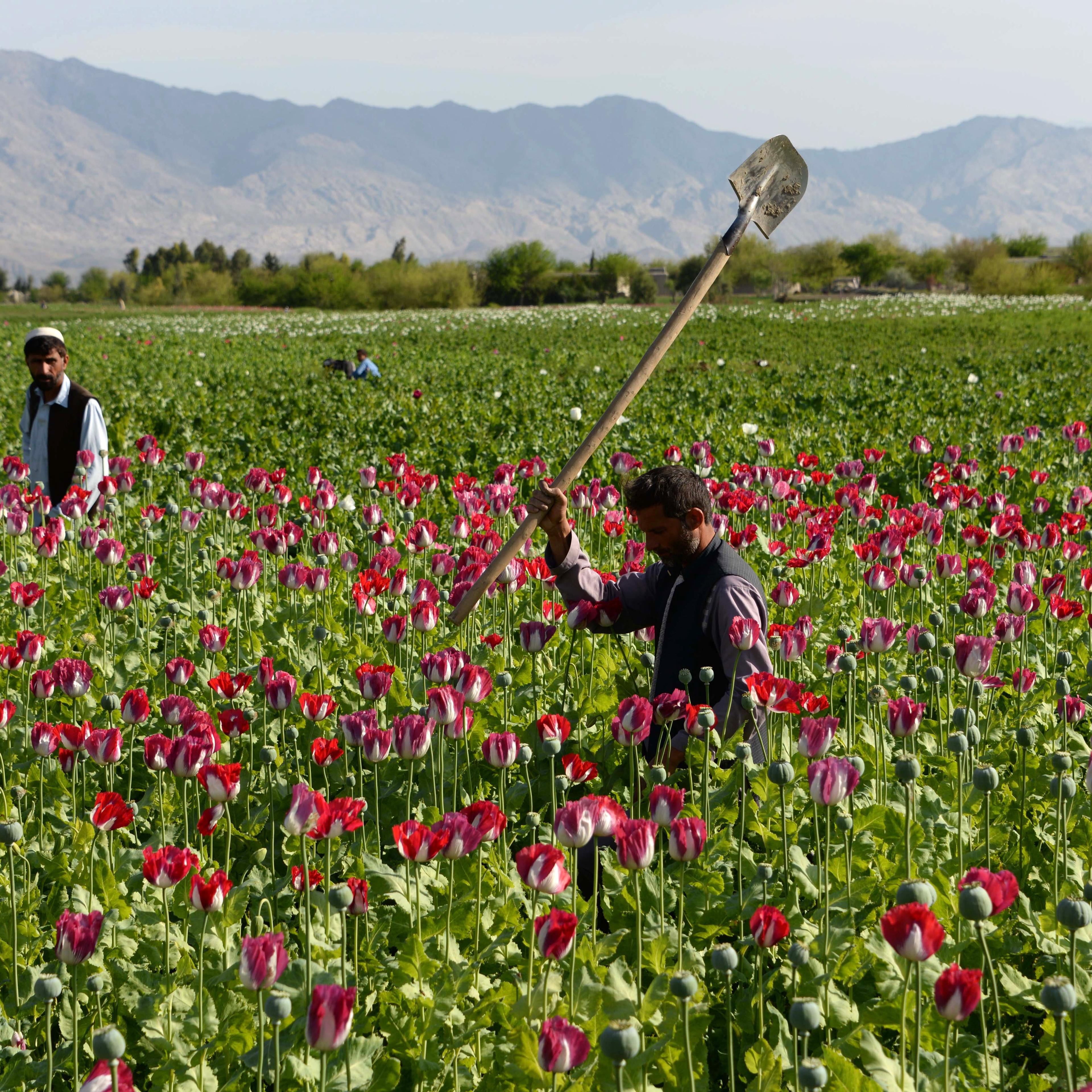 AFGHANISTAN-POPPY