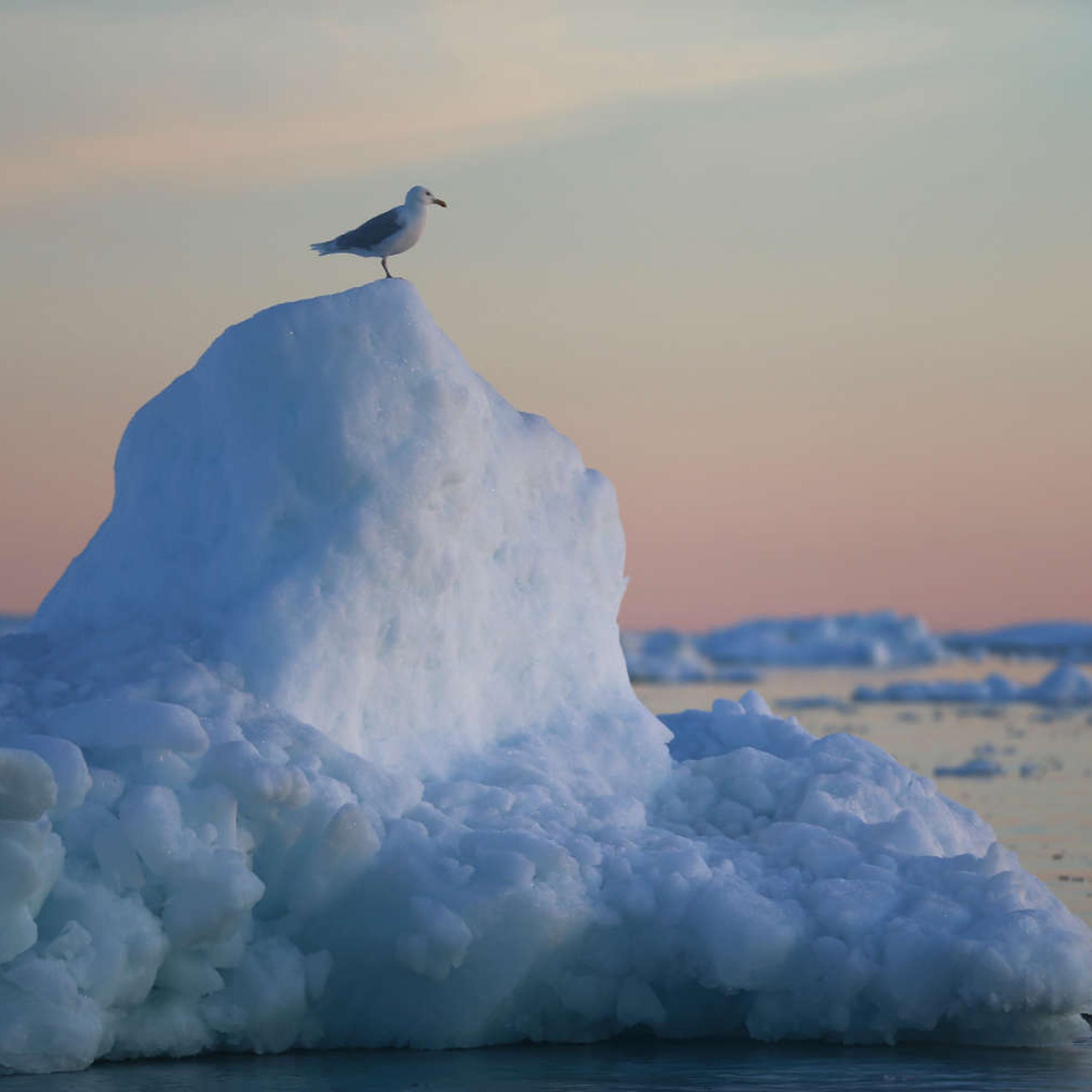 Climate change impacts Arctic ice