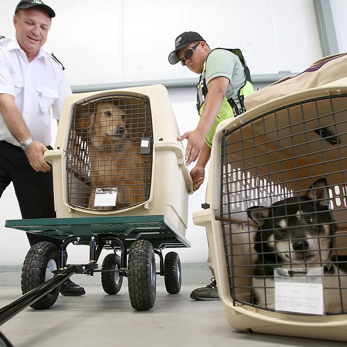 Airline For Pets Starts Flying In Select US Cities