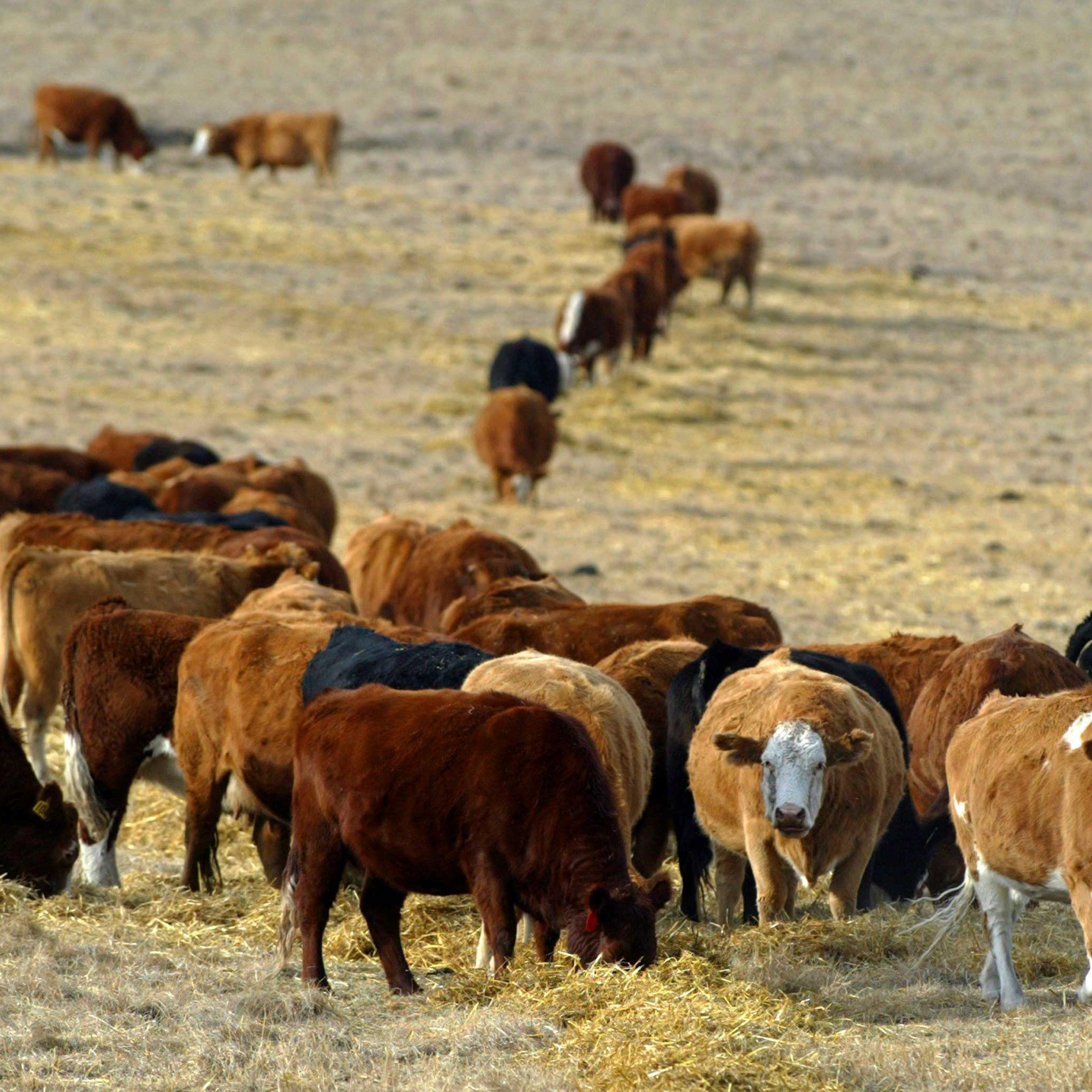 Cattle graze in a pasture in the foothills of the Rocky Mountains west of Calgary, Alberta in 2006.